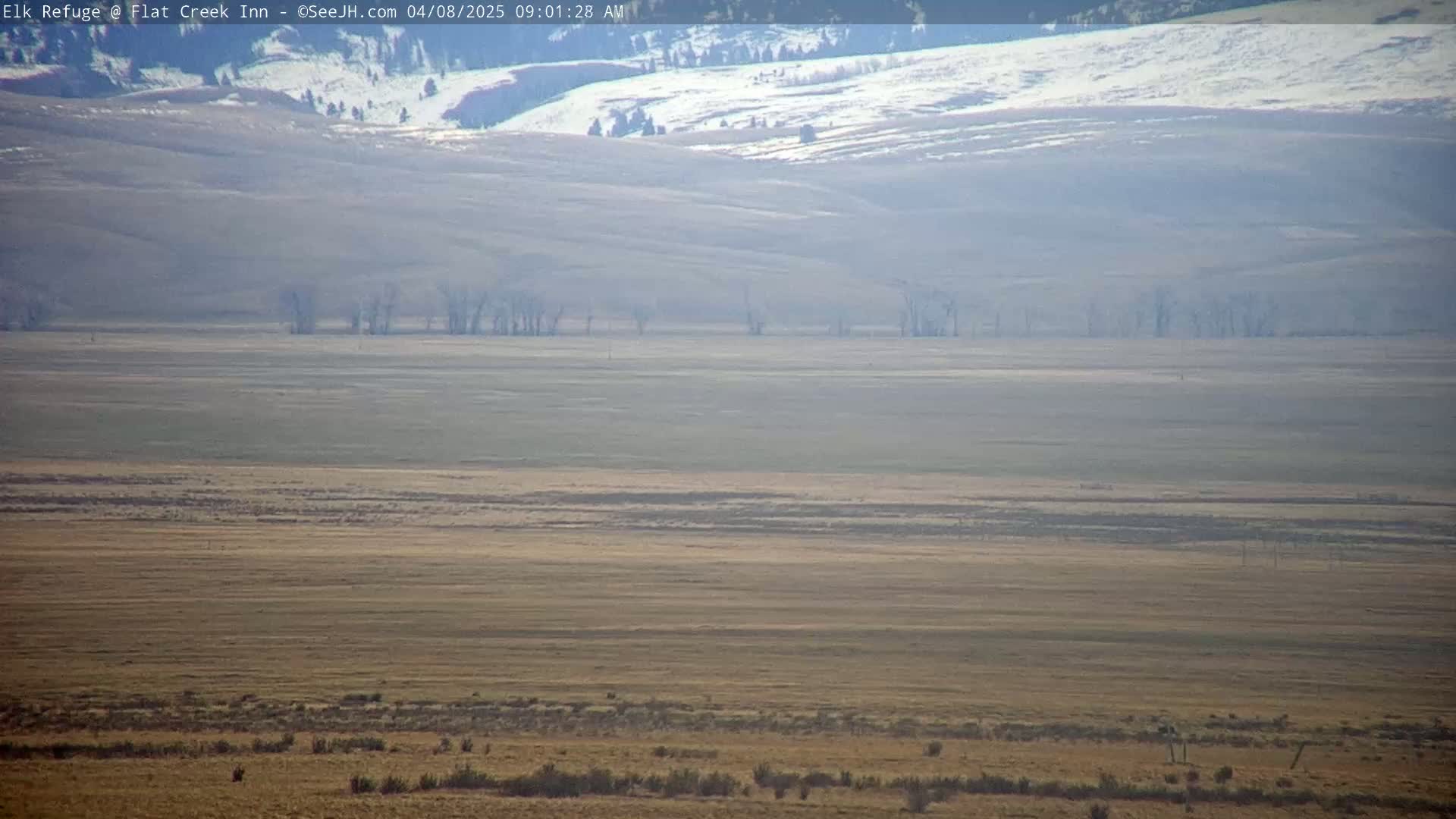 A hazy, expansive, flat landscape with a few scattered trees and snow-capped hills in the distance under a clear sky.