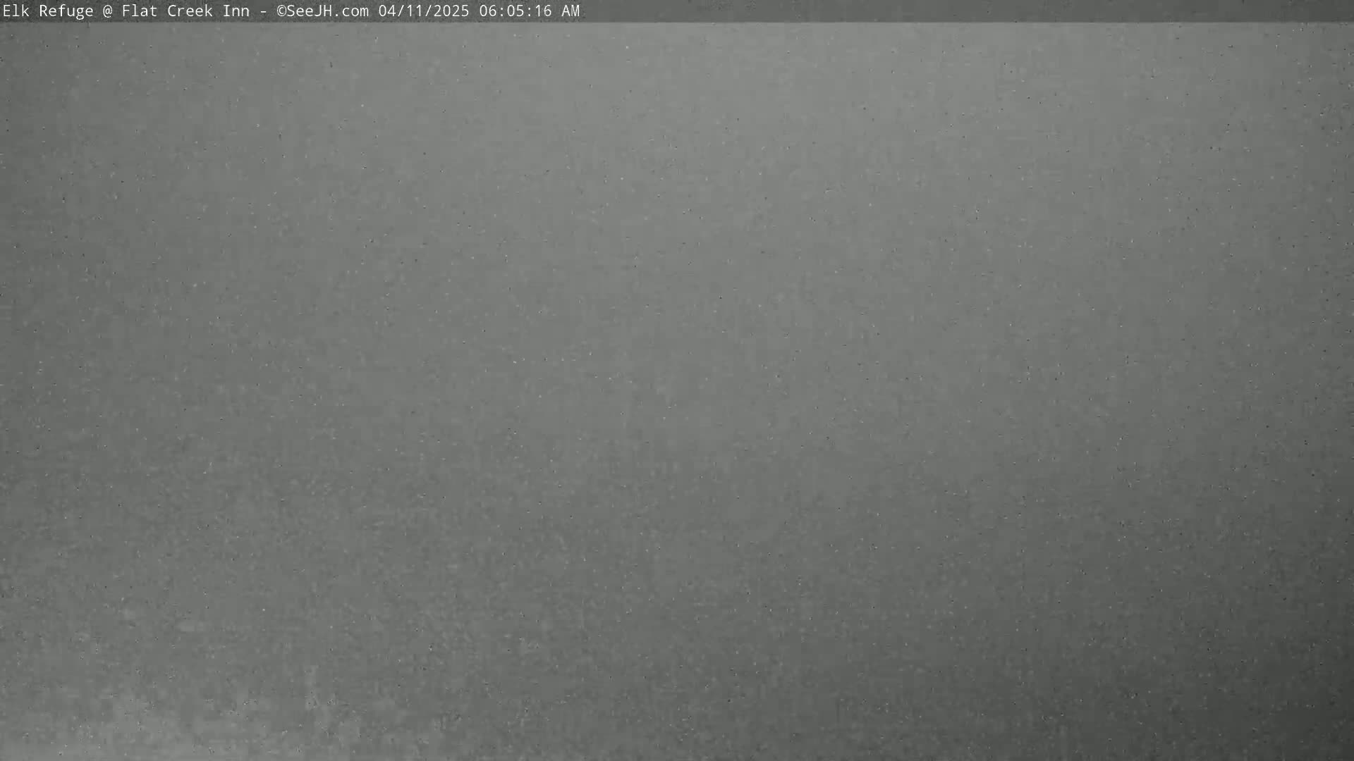A gray, speckled surface is shown, possibly asphalt or concrete, under overcast conditions.