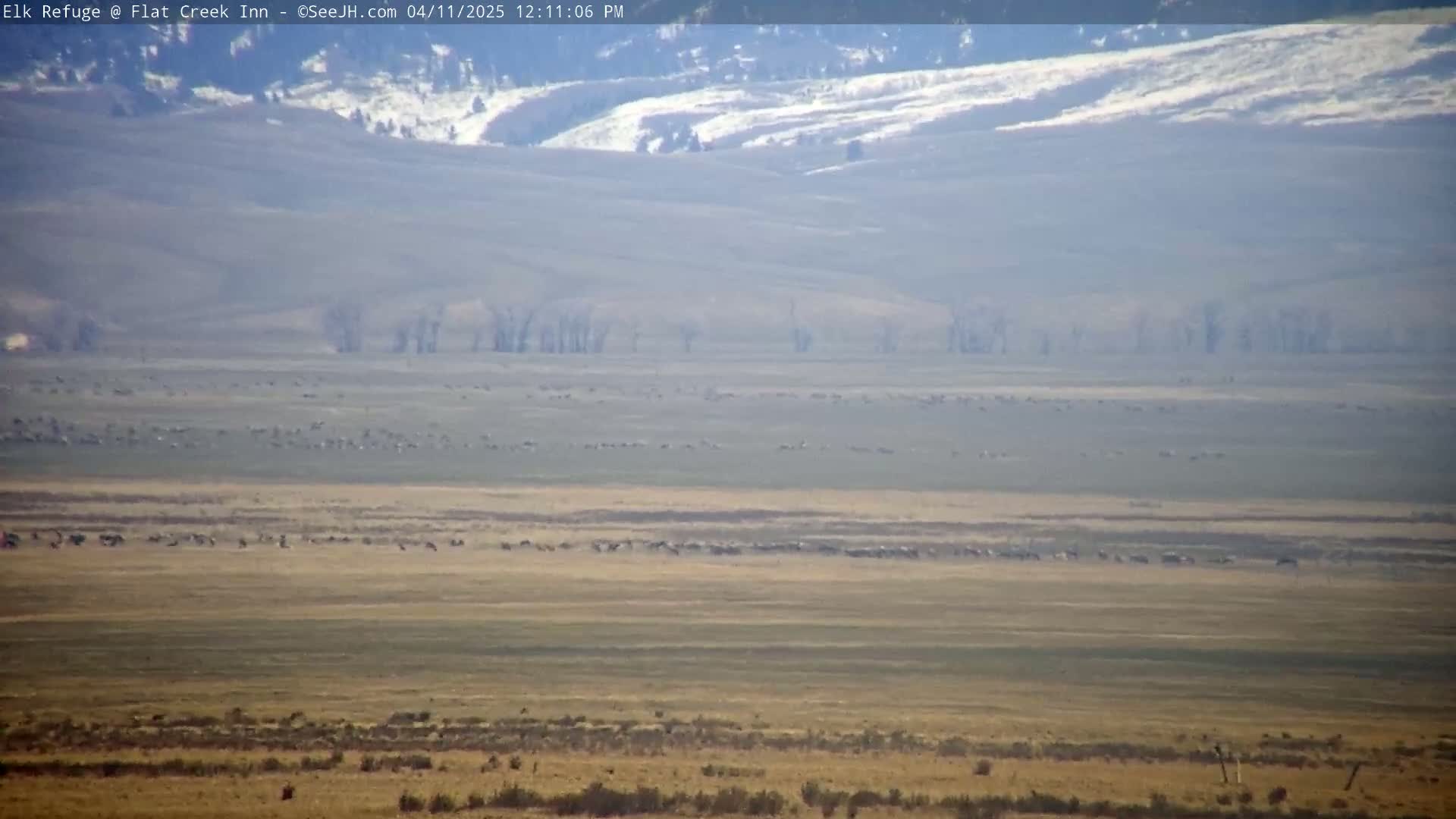 A vast, flat plain dotted with numerous dark animals under a hazy sky and distant hills showing patches of snow.