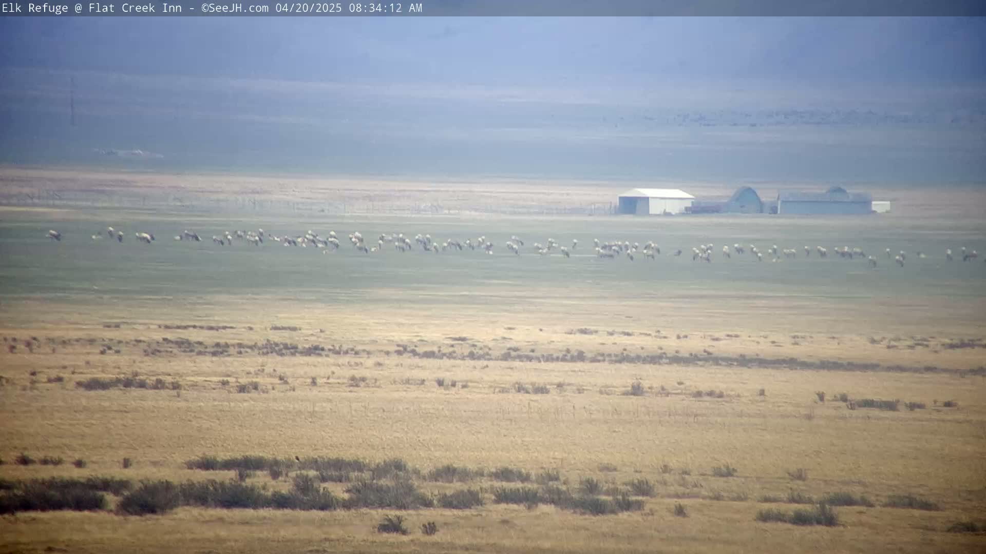 A large flock of birds feeds in a flat, dry field under a hazy sky, with a few buildings visible in the distance.