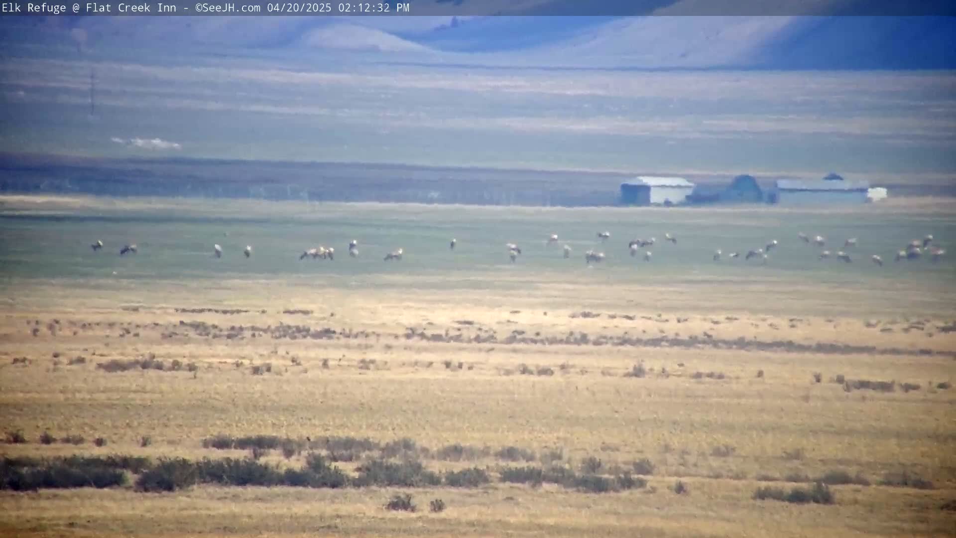 A flock of birds flies over a dry, flat landscape with a distant building under a hazy sky.
