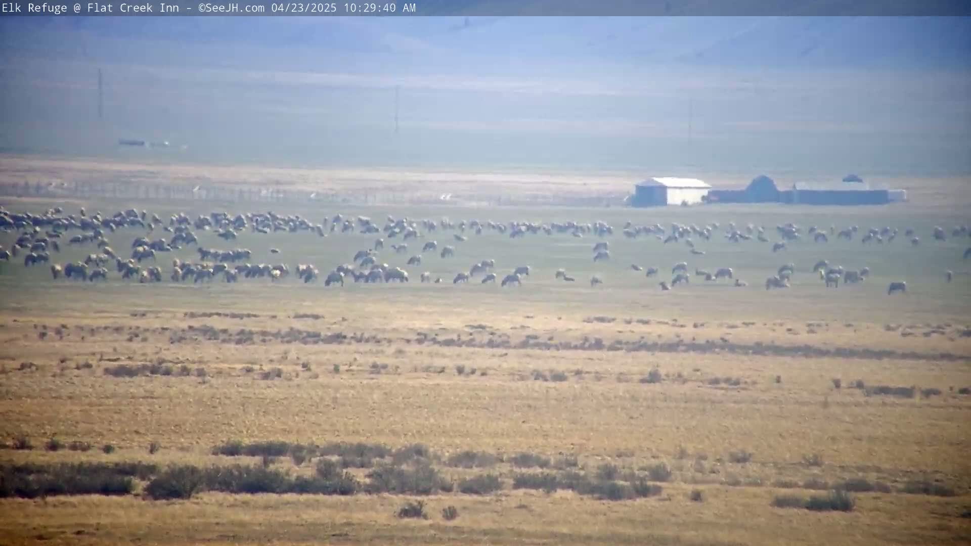 A large herd of light-colored animals grazes in a flat, dry field under hazy conditions, with a few buildings visible in the distance.