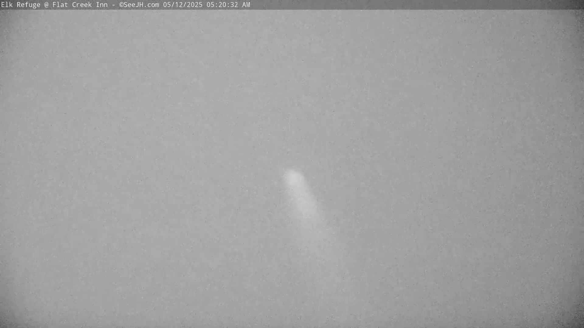 A blurry, light-colored, vertical streak is visible against a gray, overcast sky.
