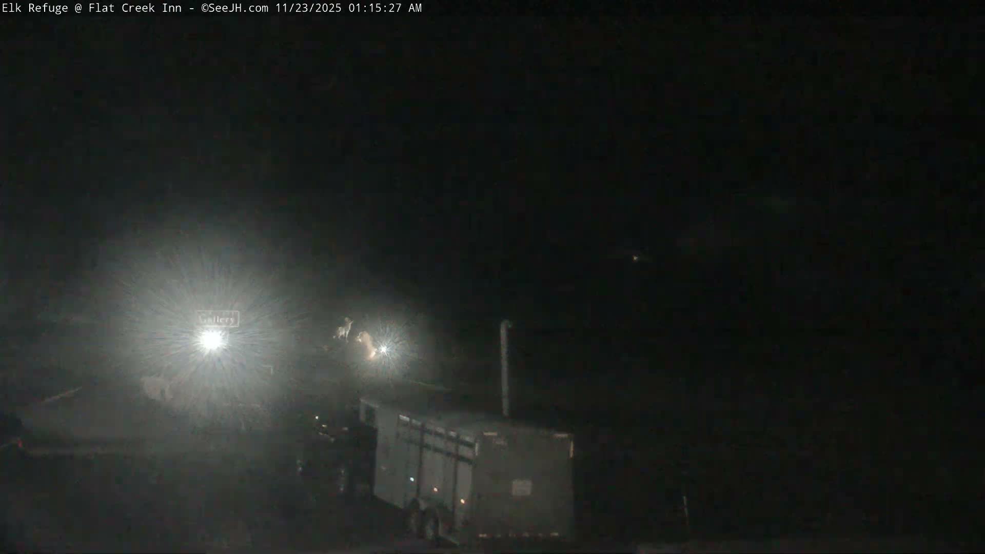 On a snowy night, a bright outdoor light illuminates several light-colored elk or deer near a parked truck with a trailer.