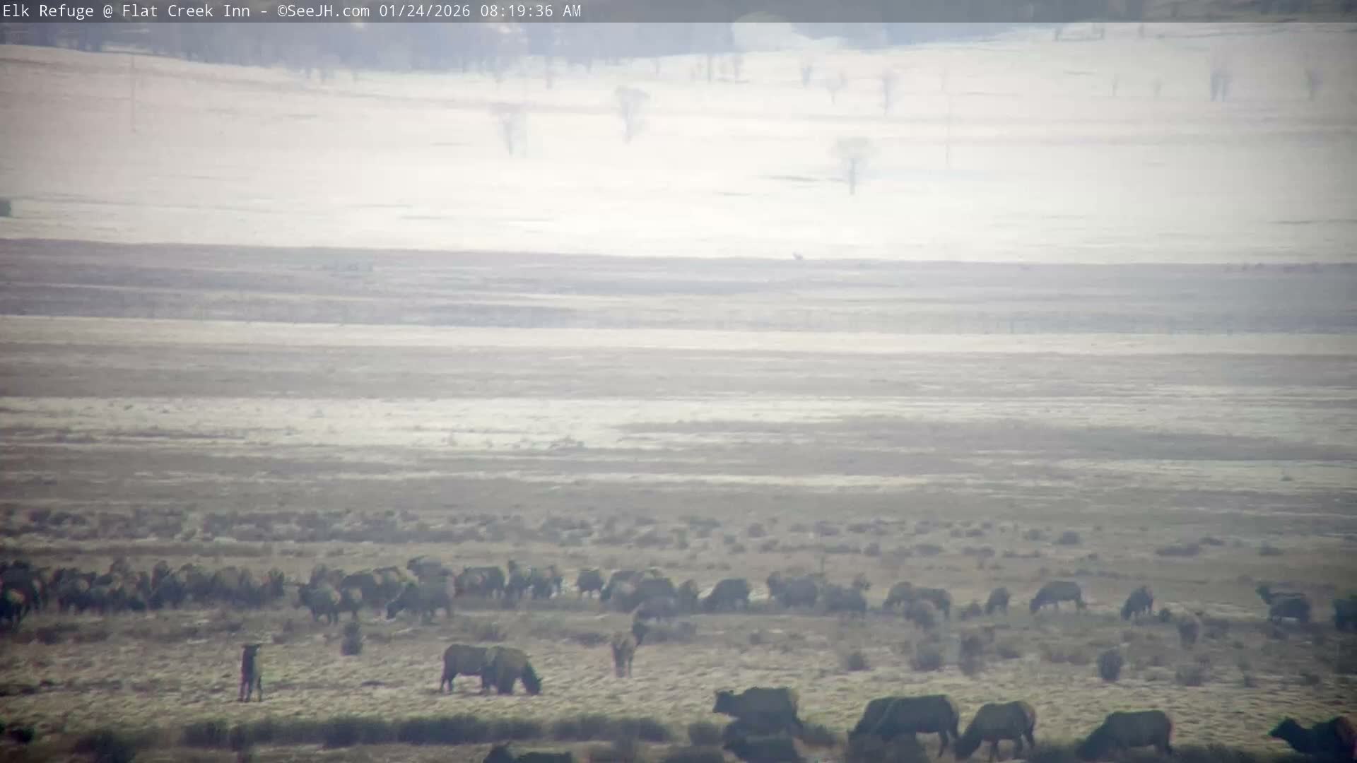 Jackson, Elk Refuge & Teton Mountains from Flat Creek Inn Live Cam - Jackson, Teton, Wyoming, USA