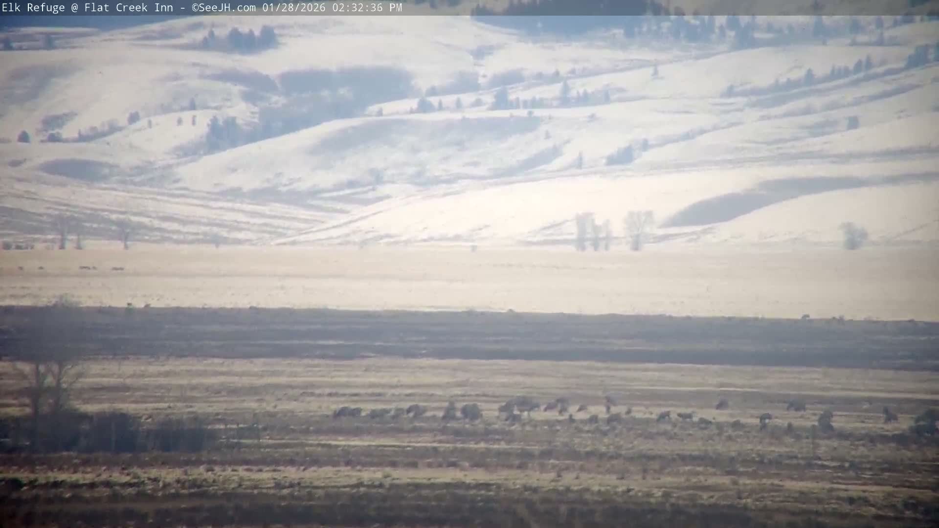 Jackson, Elk Refuge & Teton Mountains from Flat Creek Inn Live Cam - Jackson, Teton, Wyoming, USA