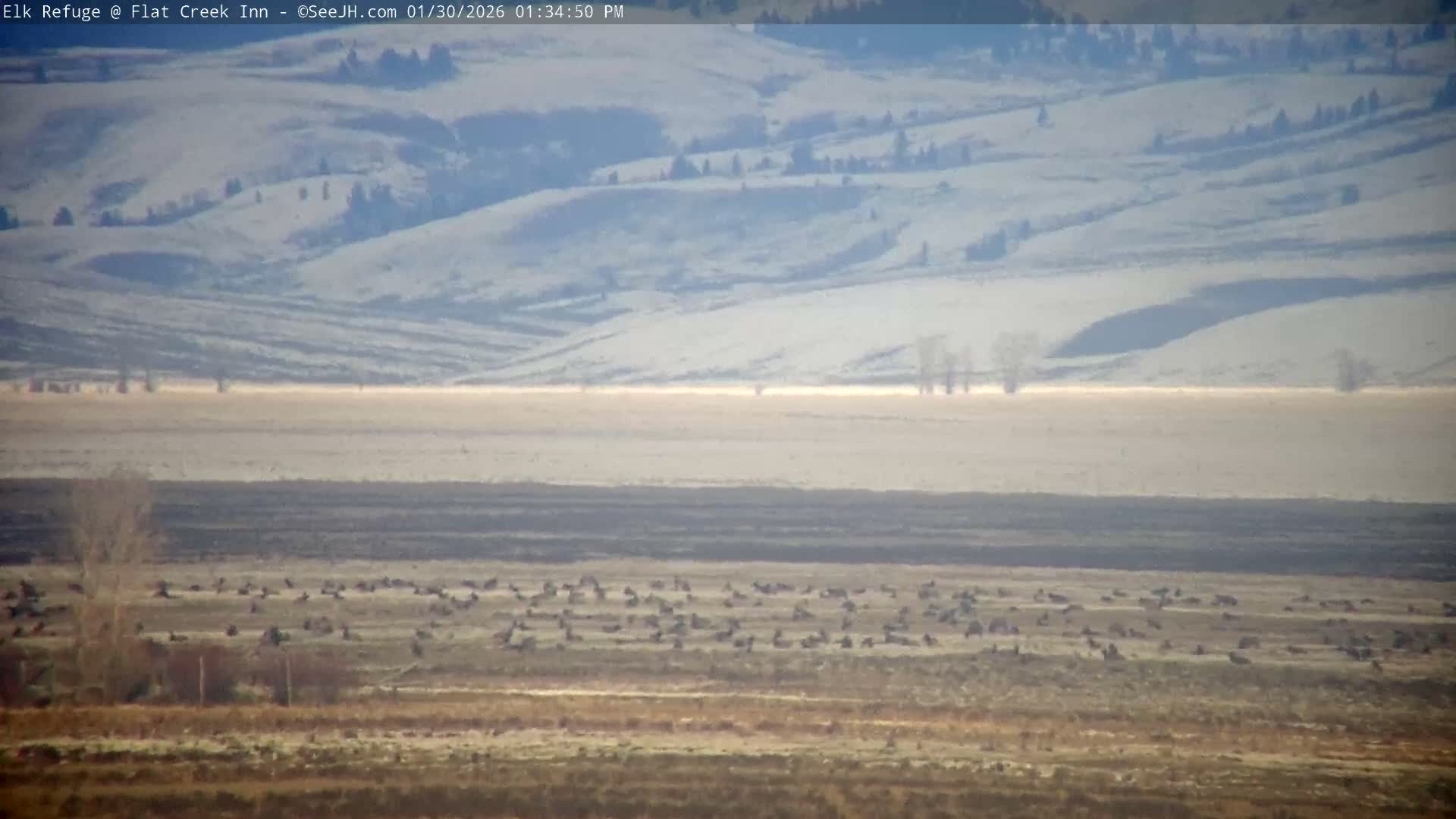 Jackson, Elk Refuge & Teton Mountains from Flat Creek Inn Live Cam - Jackson, Teton, Wyoming, USA