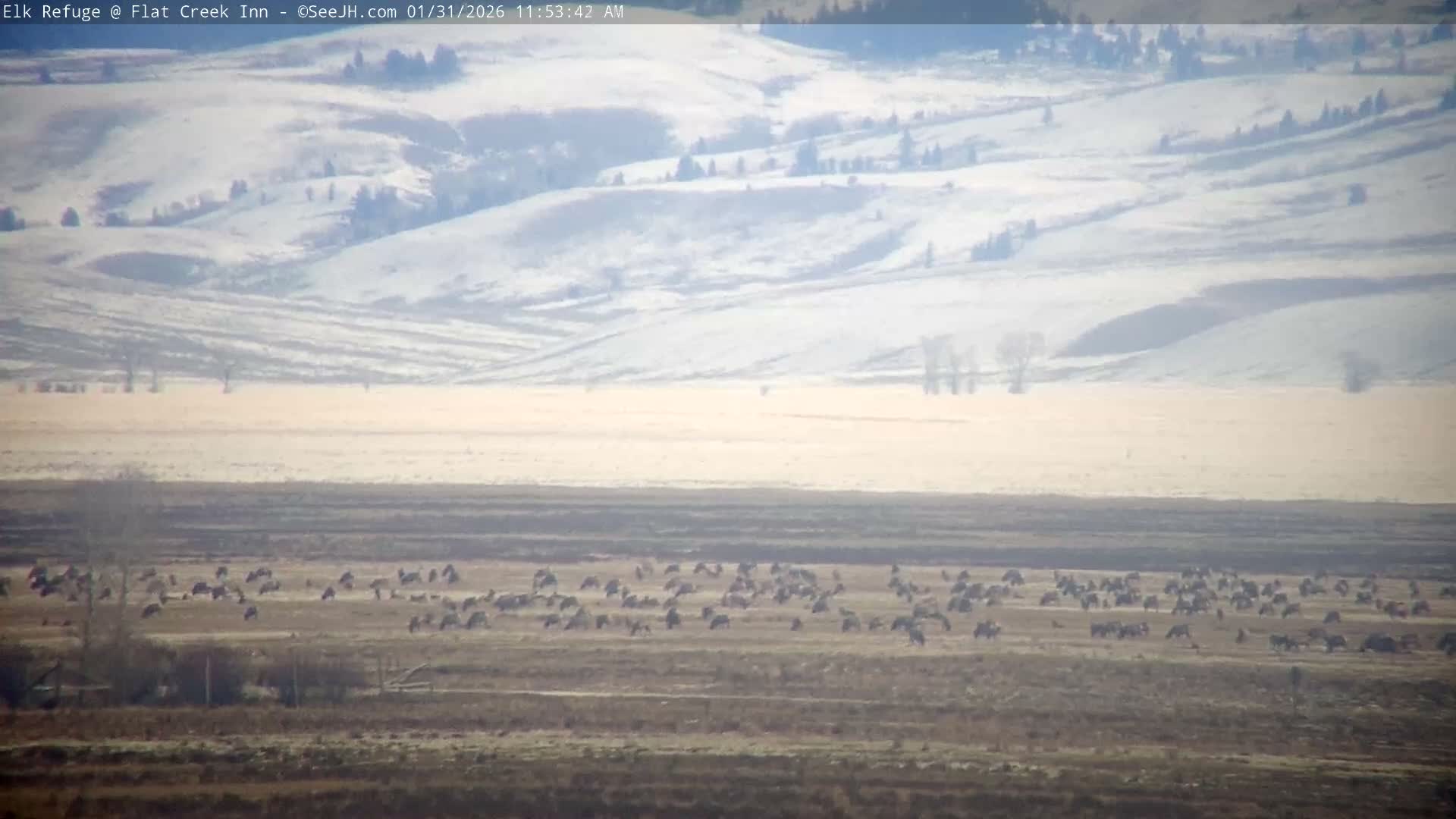 Jackson, Elk Refuge & Teton Mountains from Flat Creek Inn Live Cam - Jackson, Teton, Wyoming, USA