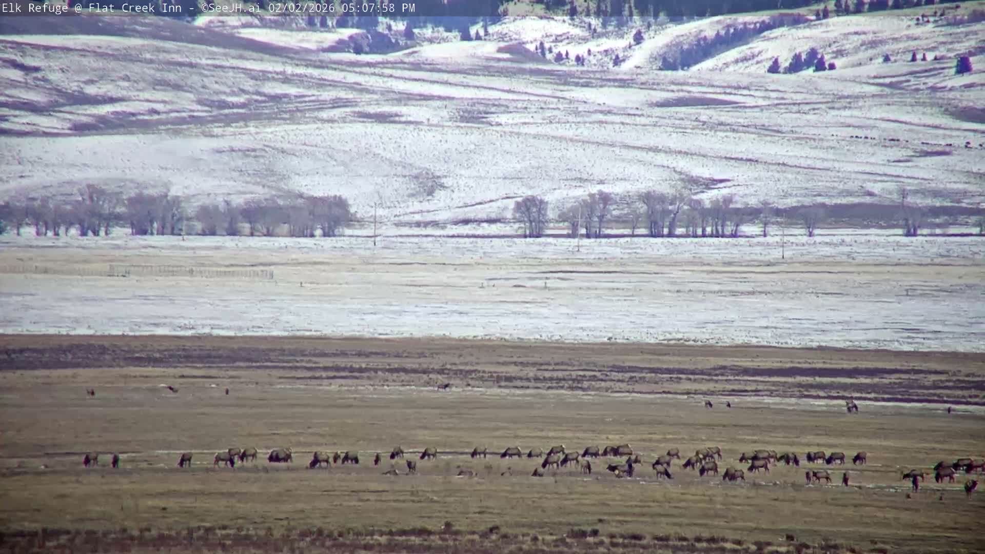 Jackson, Elk Refuge & Teton Mountains from Flat Creek Inn Live Cam - Jackson, Teton, Wyoming, USA