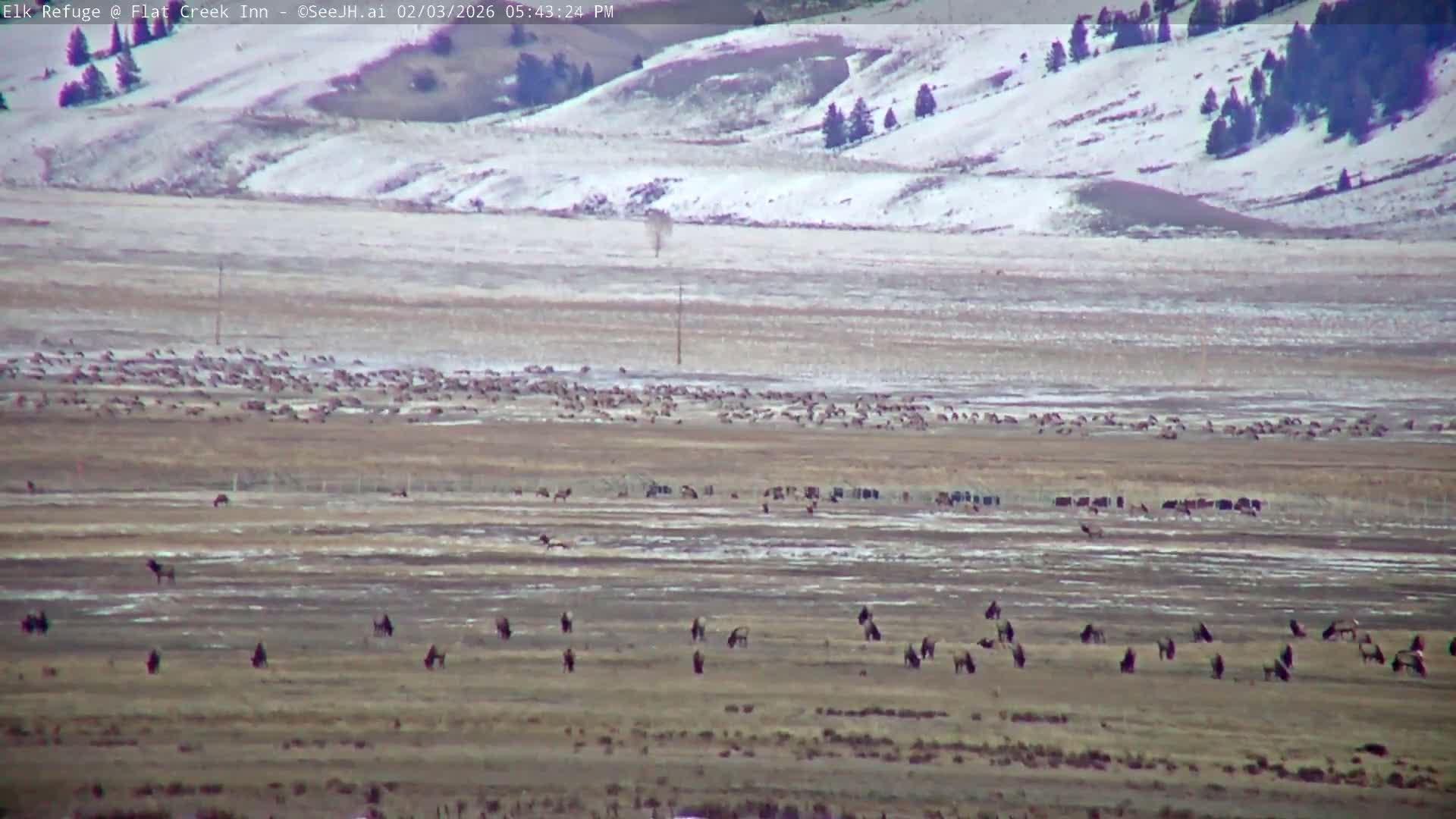 Jackson, Elk Refuge & Teton Mountains from Flat Creek Inn Live Cam - Jackson, Teton, Wyoming, USA