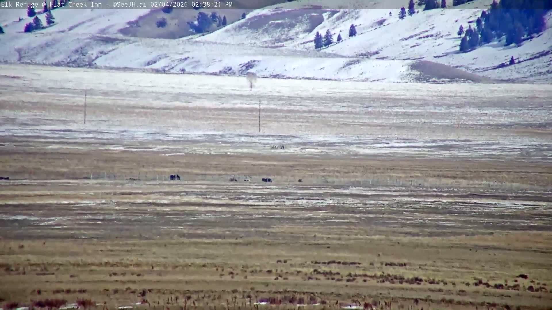 Jackson, Elk Refuge & Teton Mountains from Flat Creek Inn Live Cam - Jackson, Teton, Wyoming, USA