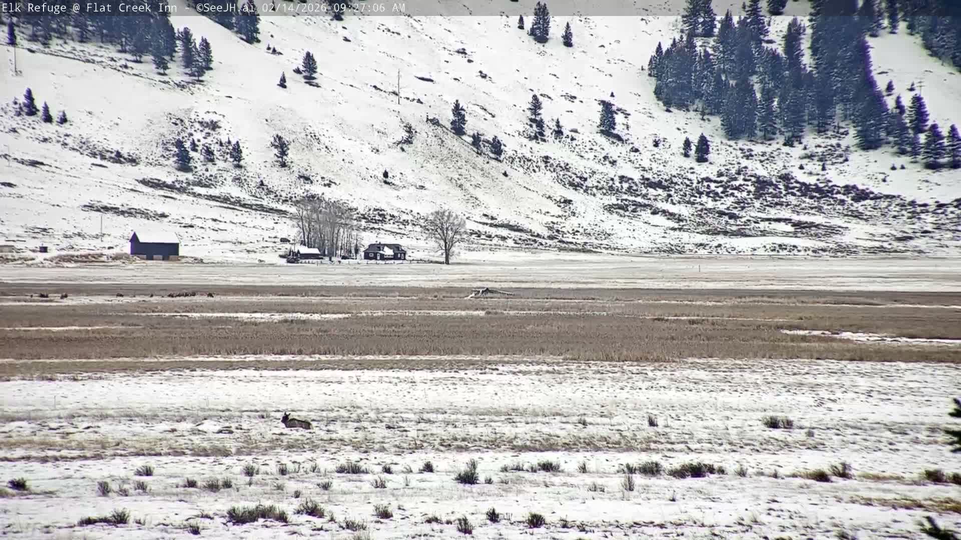 Jackson, Elk Refuge & Teton Mountains from Flat Creek Inn Live Cam - Jackson, Teton, Wyoming, USA