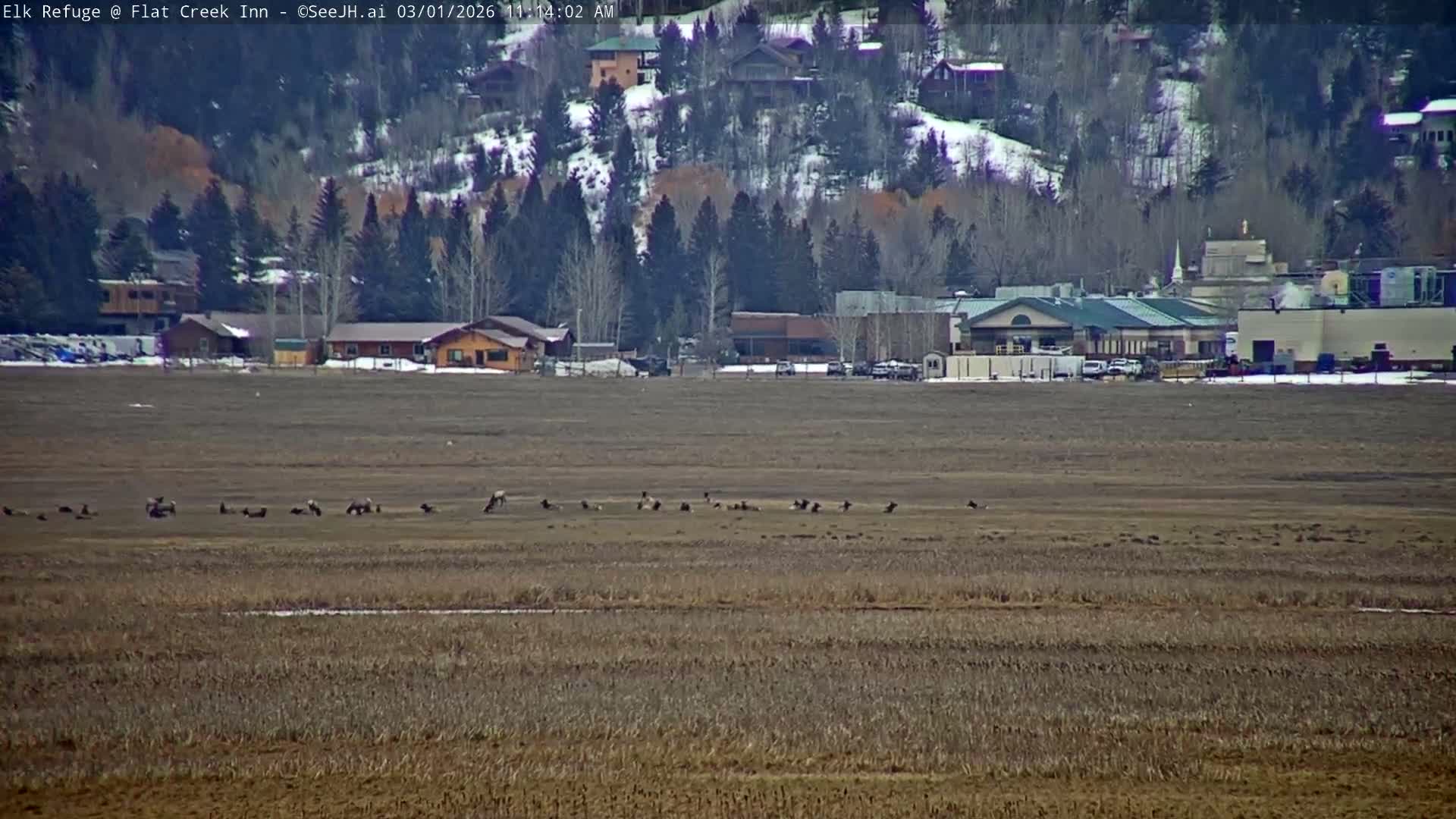 Jackson, Elk Refuge & Teton Mountains from Flat Creek Inn Live Cam - Jackson, Teton, Wyoming, USA