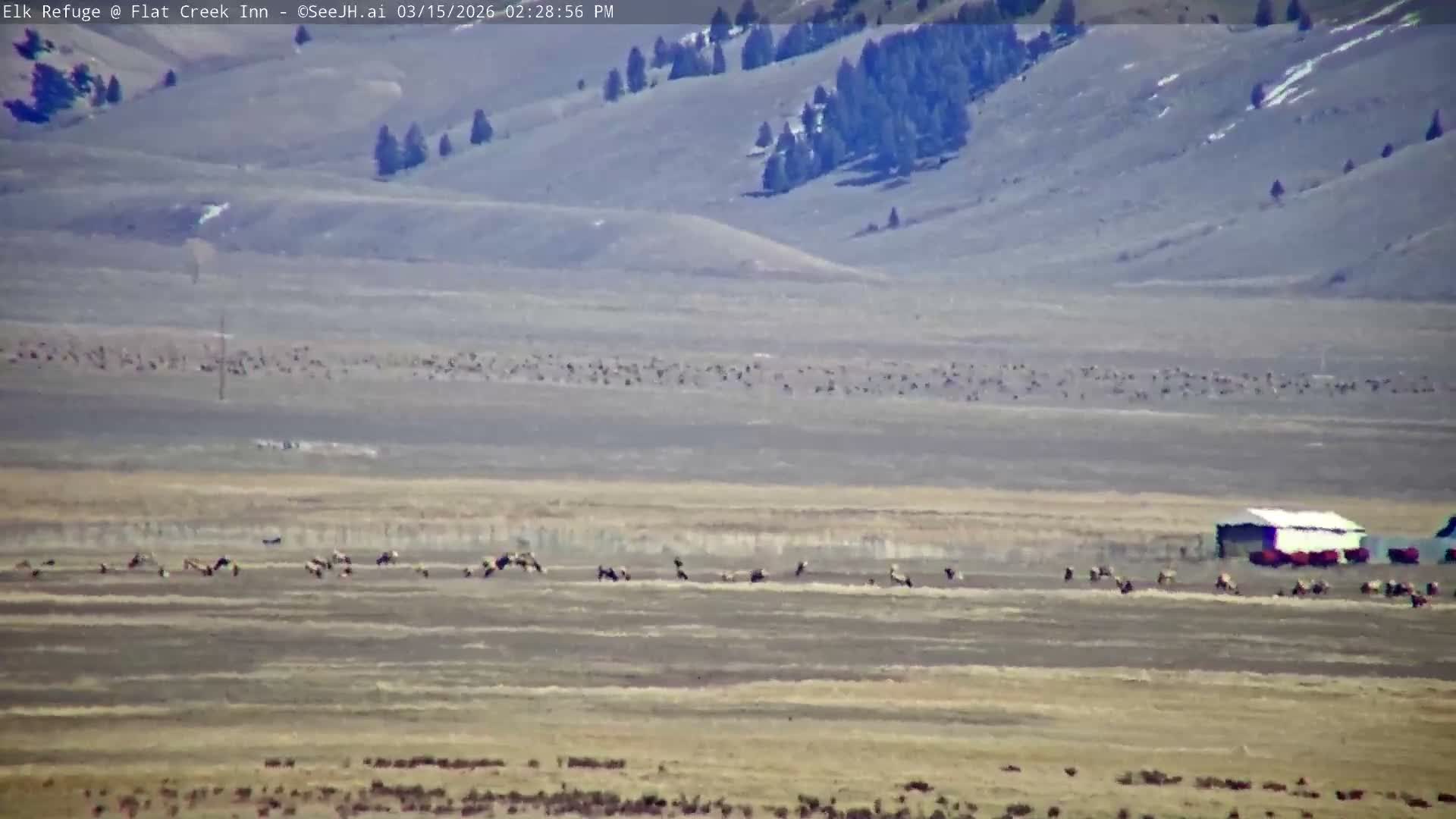 Jackson, Elk Refuge & Teton Mountains from Flat Creek Inn Live Cam - Jackson, Teton, Wyoming, USA