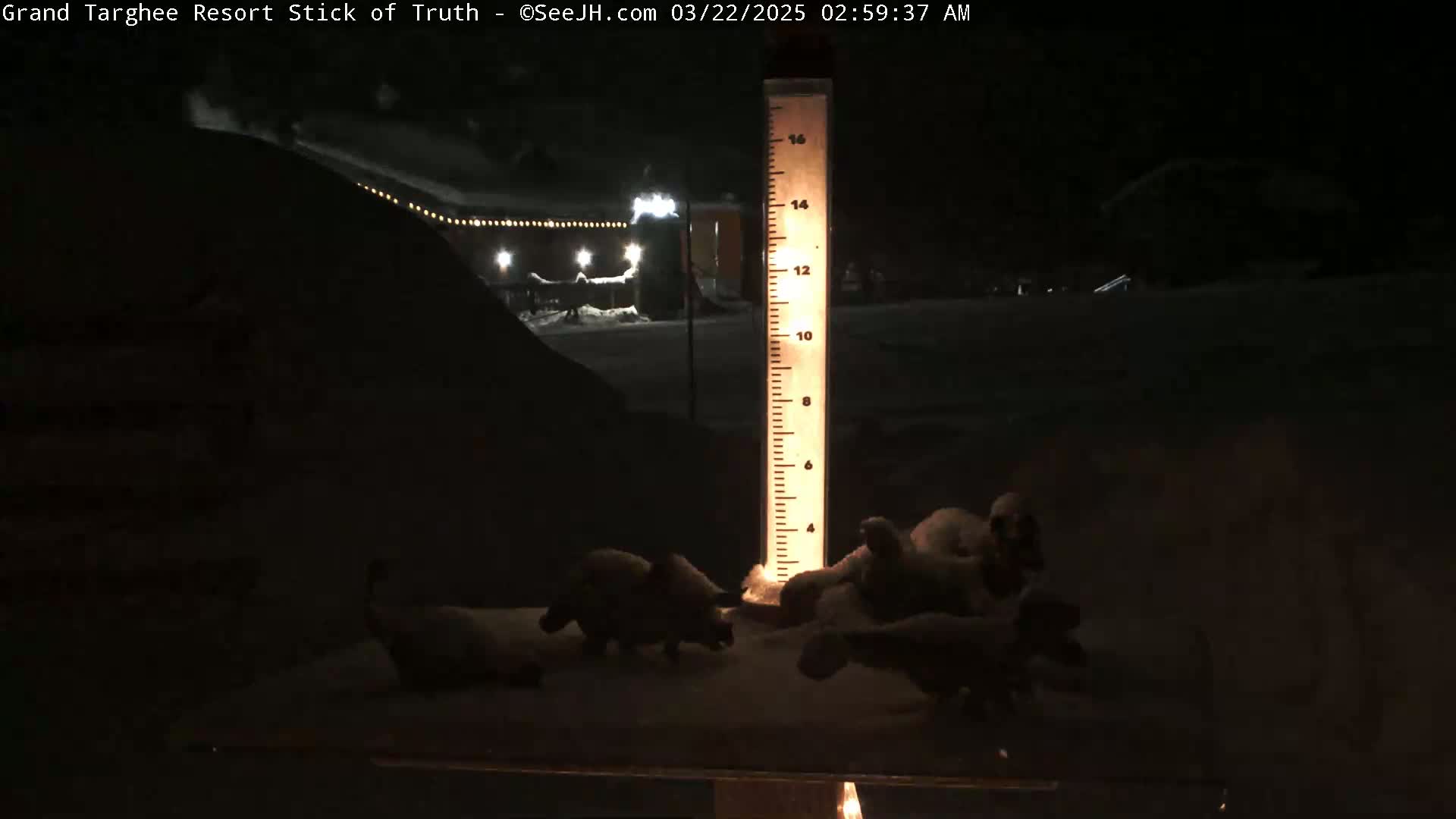 At night, under snowy conditions, several dark-colored animals are near a snow-measuring stick illuminated from behind.