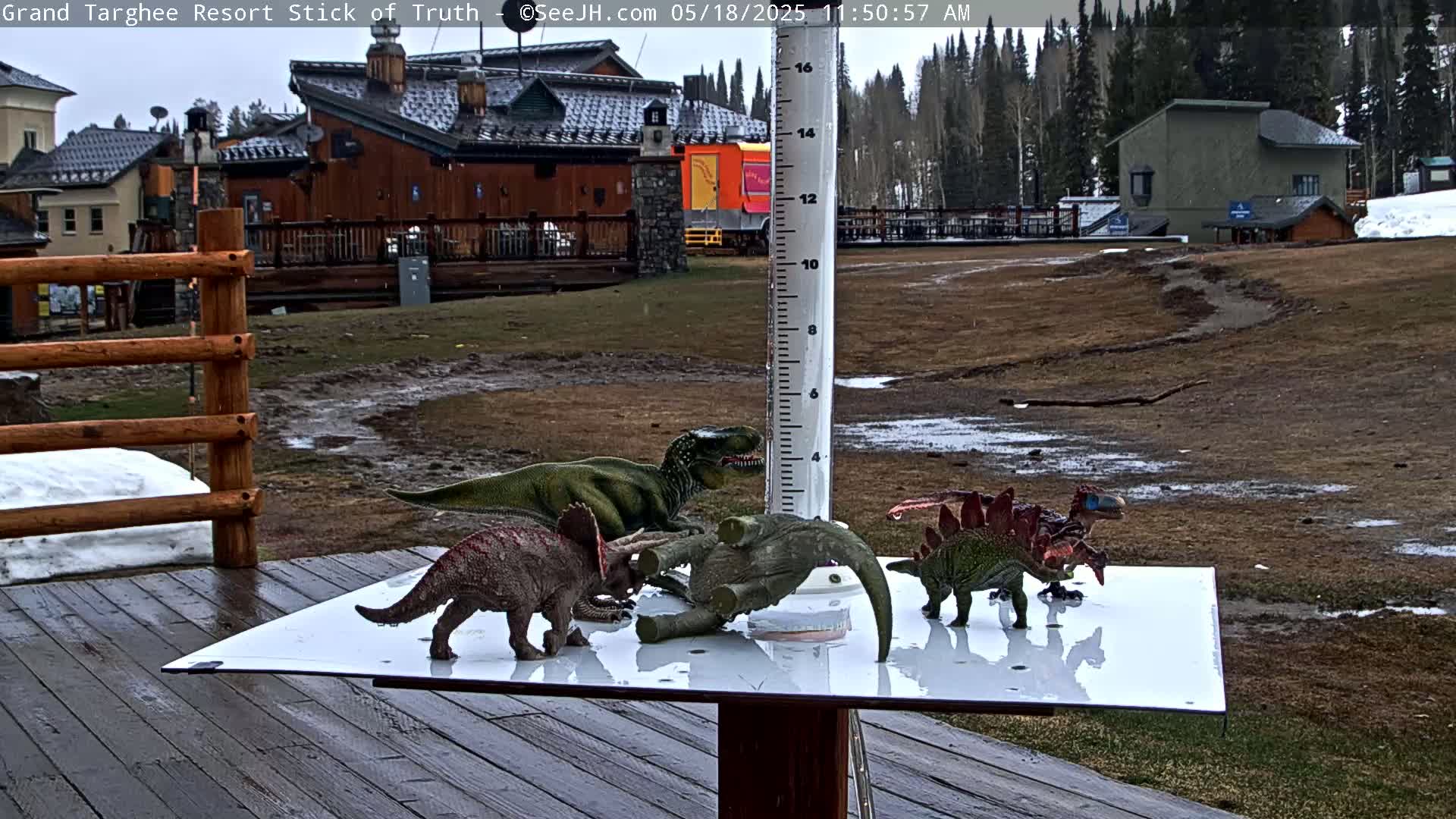 Several toy dinosaurs are arranged on a white surface next to a rain gauge on a wooden deck, with a muddy area and buildings in the background under an overcast sky.