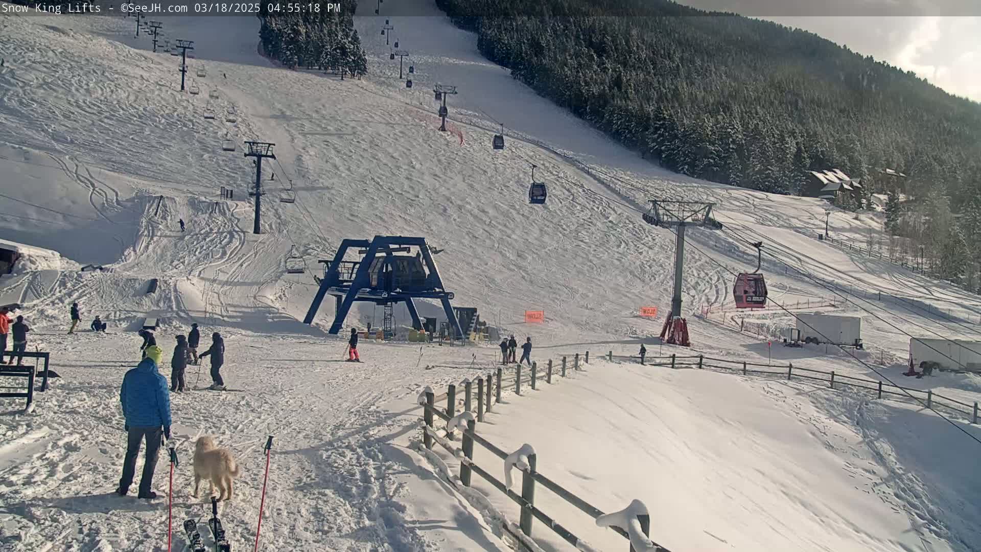 A sunny ski slope with several chairlifts and skiers,  a dog, and some parked vehicles.
