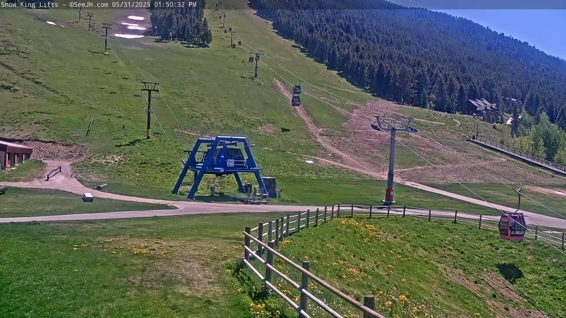 A sunny day reveals a ski lift with several empty chairlifts ascending a grassy hillside dotted with wildflowers, against a backdrop of a coniferous forest.