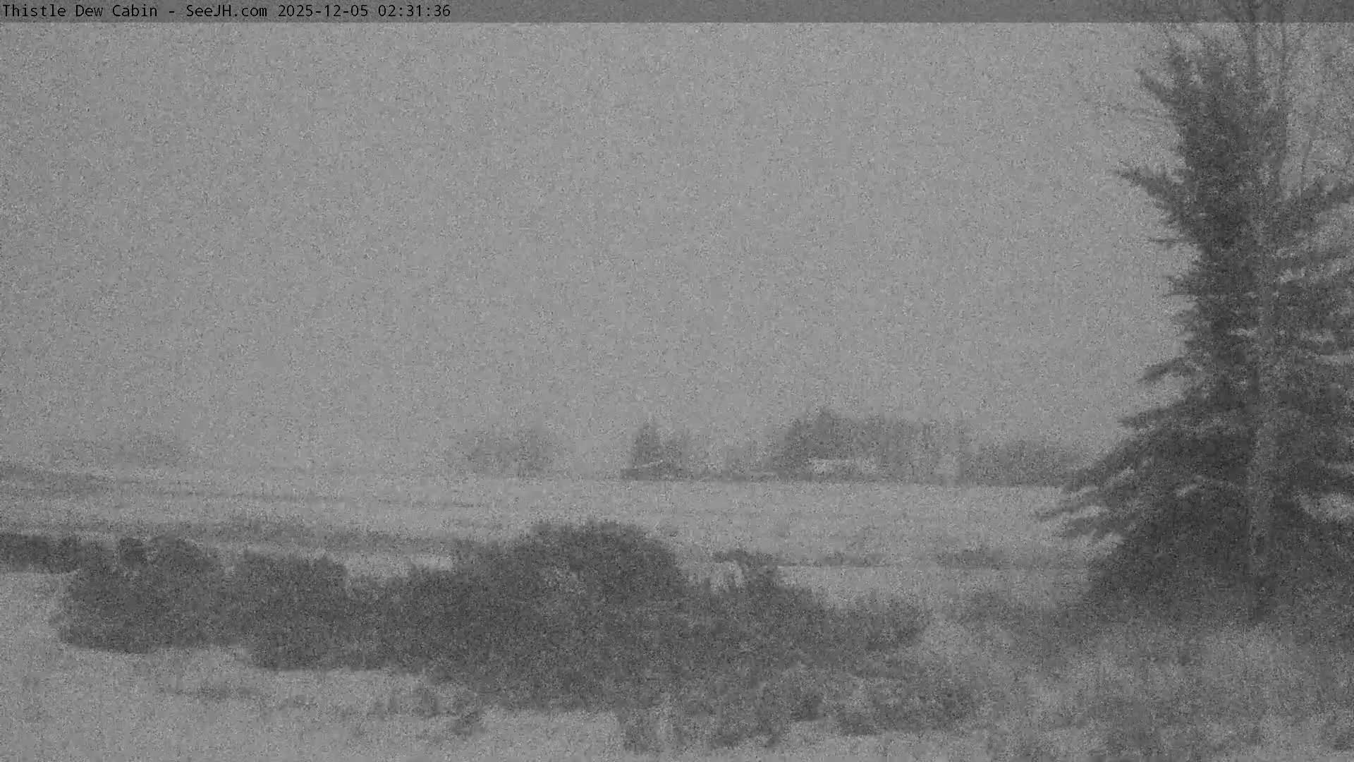 A grainy, grayscale outdoor scene reveals a snow-covered landscape with a large evergreen tree on the right and faint distant structures, all under conditions of active snowfall or dense fog that cause extremely low visibility.