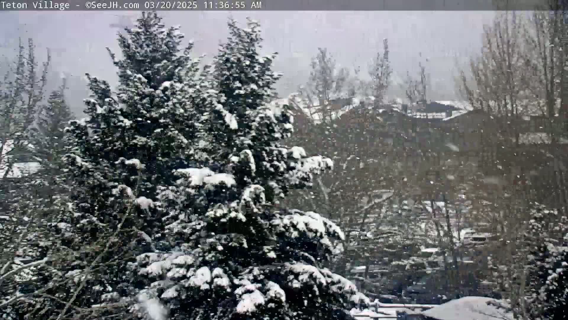 Snow falls on snow-covered evergreen trees and a distant wooded area.