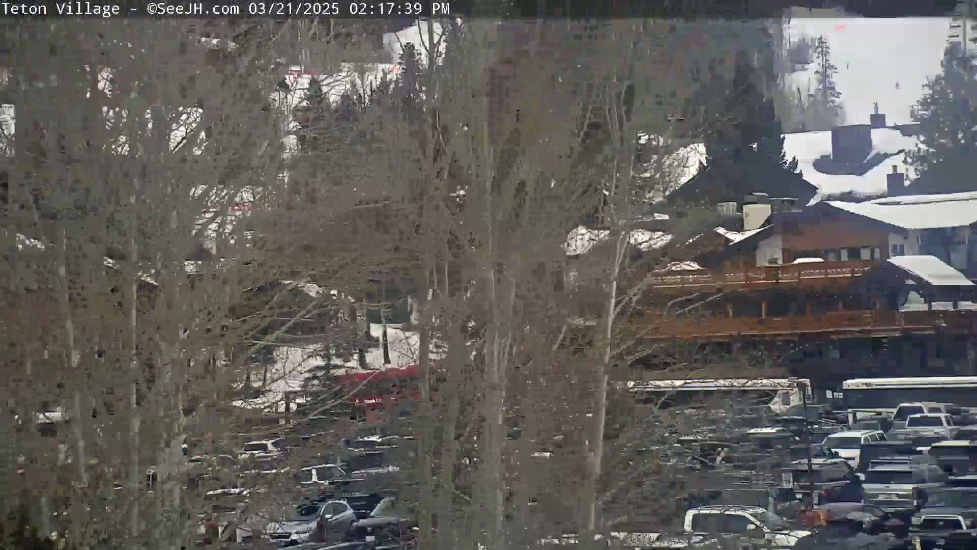 A parking lot filled with cars is partially visible through bare, snow-dusted trees, under a lightly snowing sky.