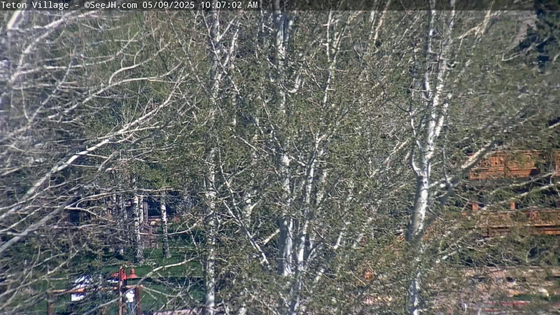 Bare, light-colored trees partially obscure a view of a building and grassy area on a sunny day.