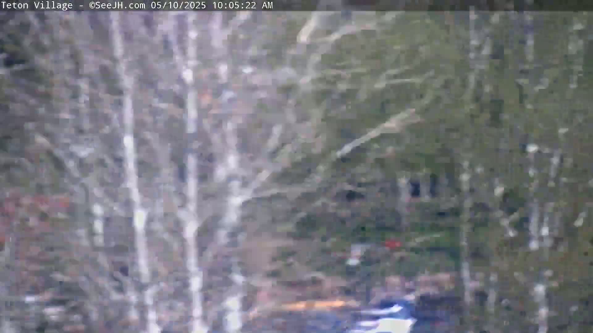 A blurry view of a snow-covered wooded area is seen.
