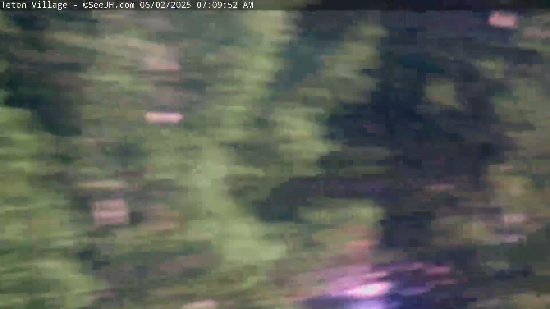 A blurry image shows an outdoor scene of dark green vegetation, possibly trees and shrubs, on a seemingly overcast day.