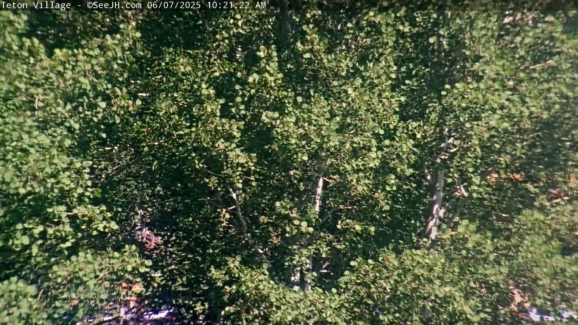 A dense thicket of leafy trees fills the frame under a sunny sky.