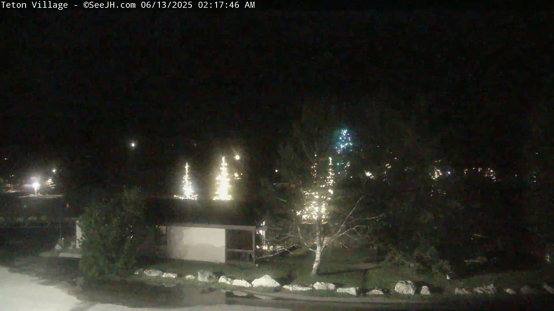 At night, several illuminated Christmas trees are visible near a small building and other shrubbery, under a clear, dark sky.