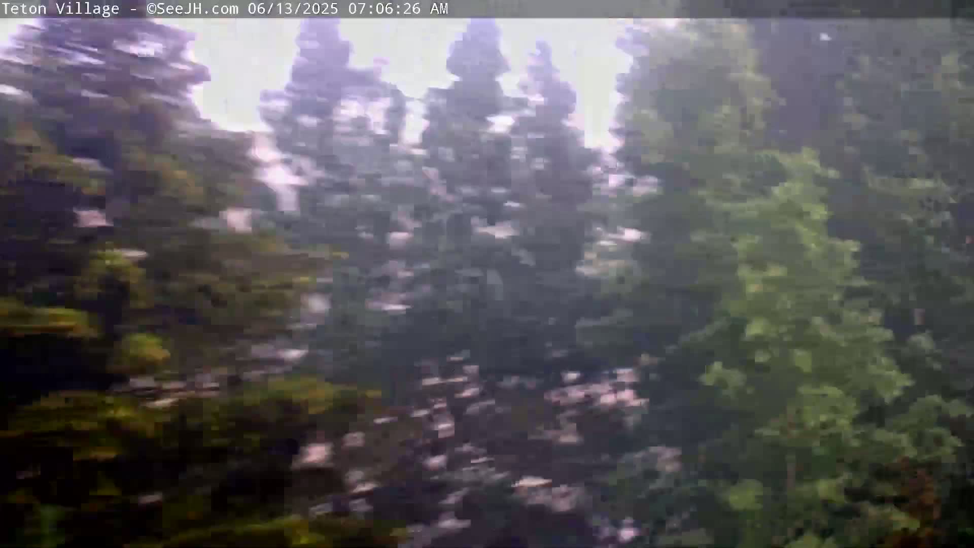 A blurry view of evergreen trees in light rain.