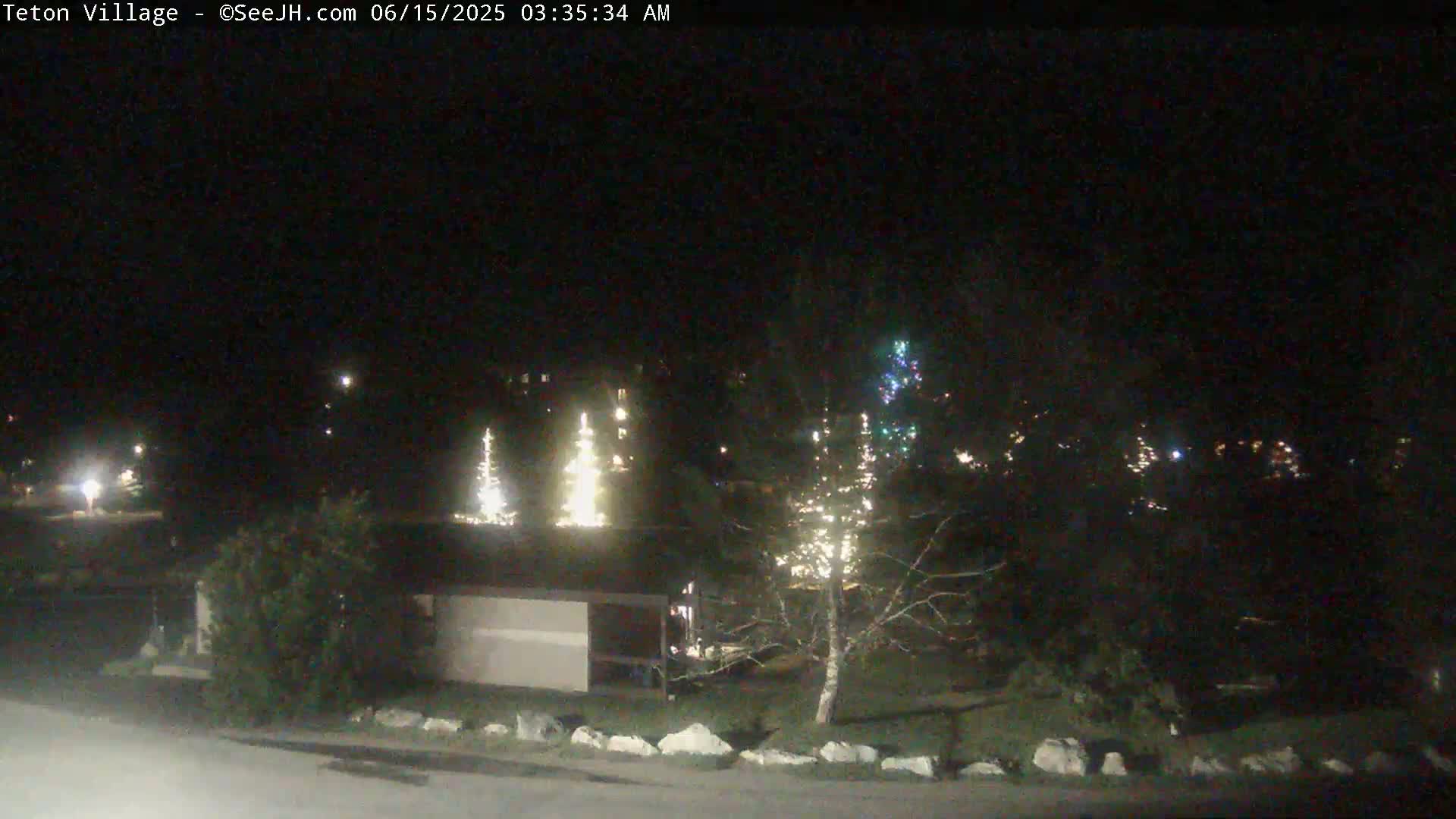 A nighttime, outdoor view shows several illuminated Christmas trees near a building and some landscaping, under a clear, dark sky.
