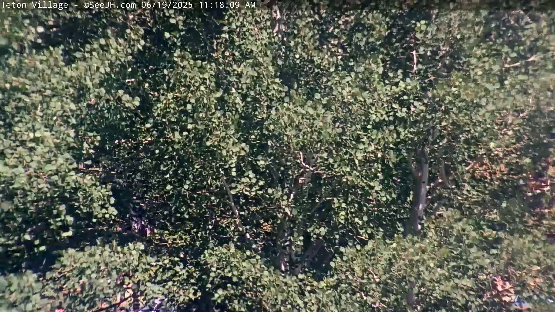 A dense cluster of green trees is visible under a bright, sunny sky.