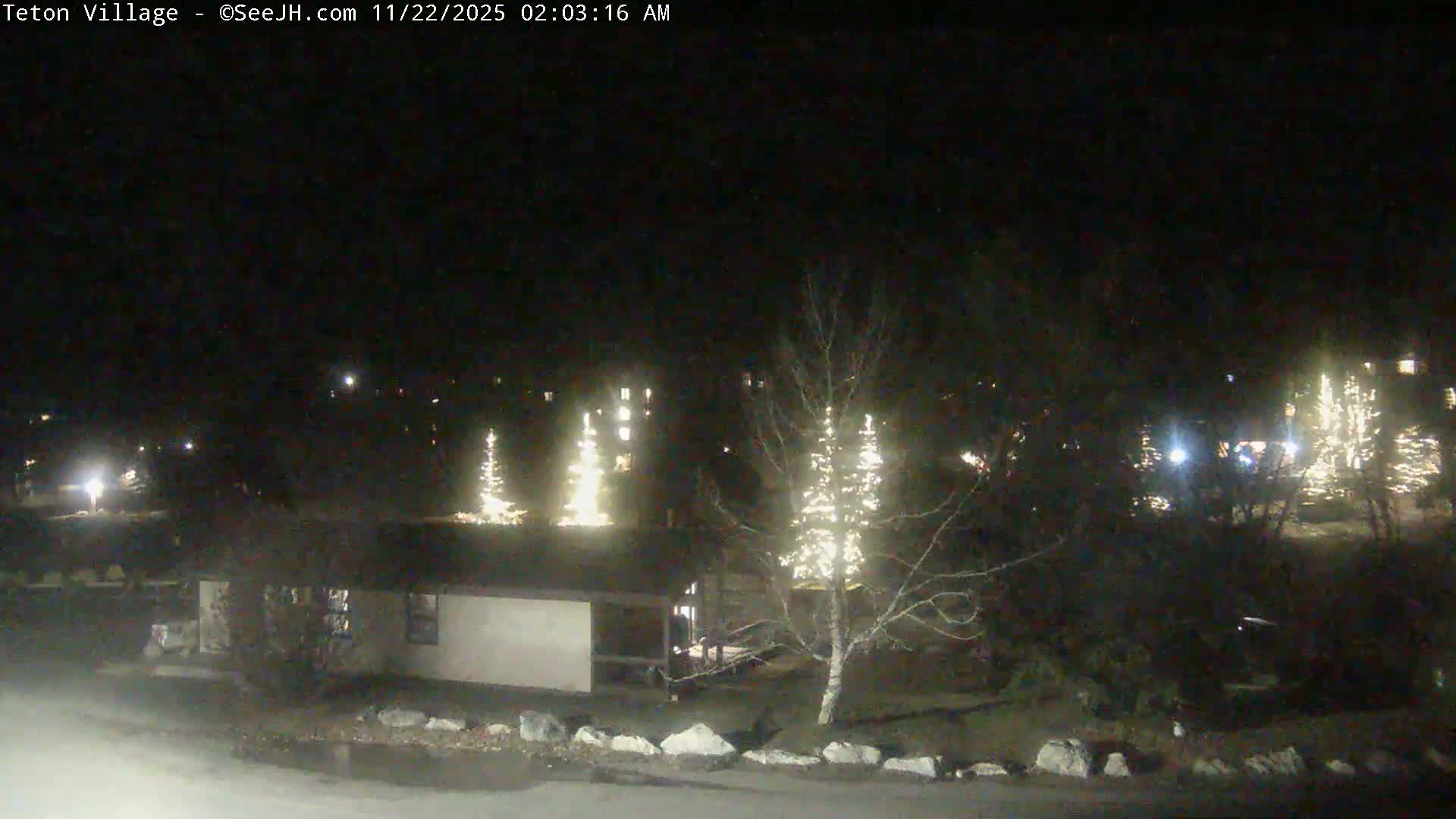 Under a clear night sky, several outdoor trees are brightly illuminated with white lights, resembling festive decorations, with buildings faintly visible in the dark background.