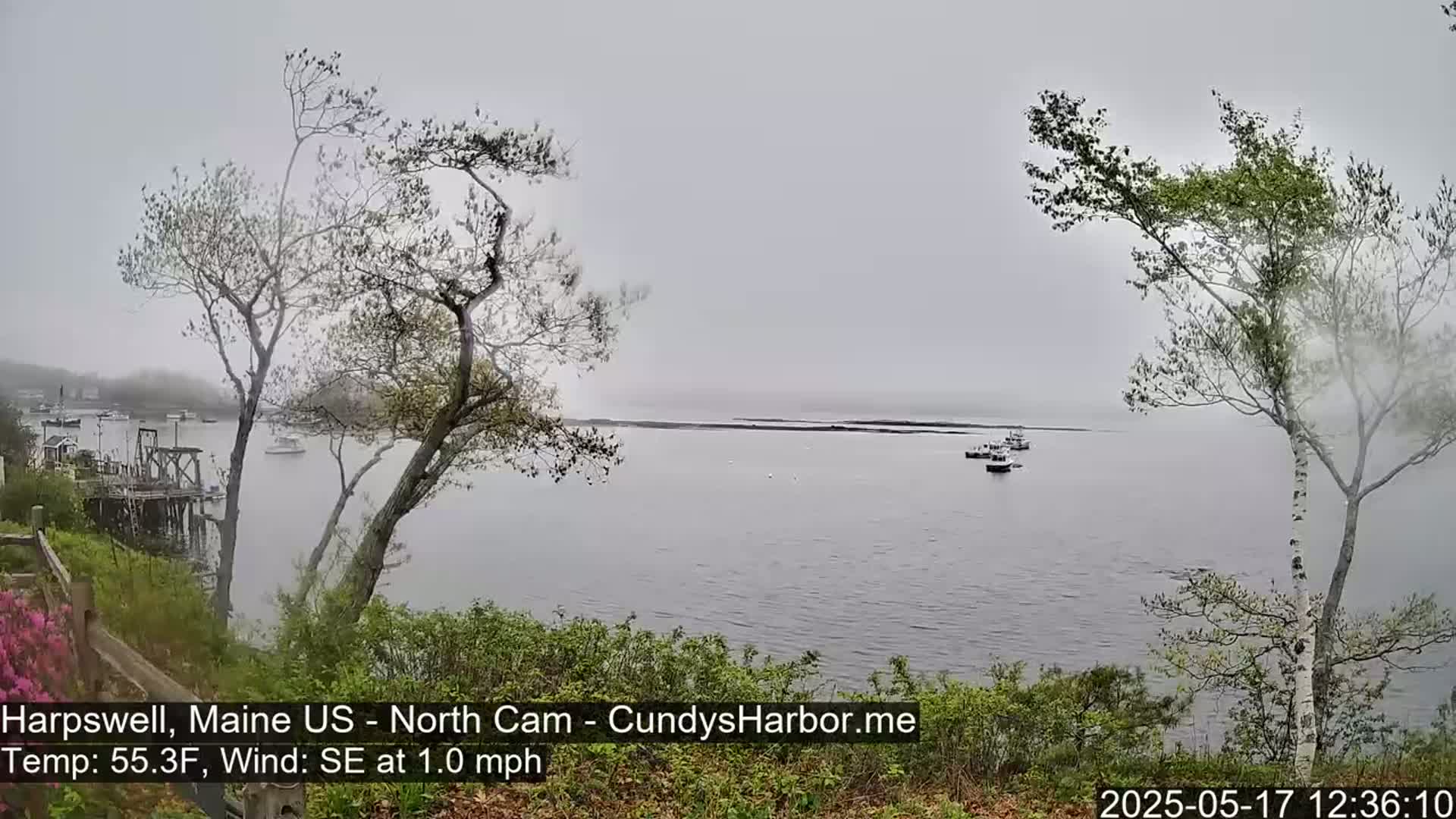 A hazy, overcast view of a calm body of water with several small boats, observed from a slightly elevated vantage point among trees and shrubs.
