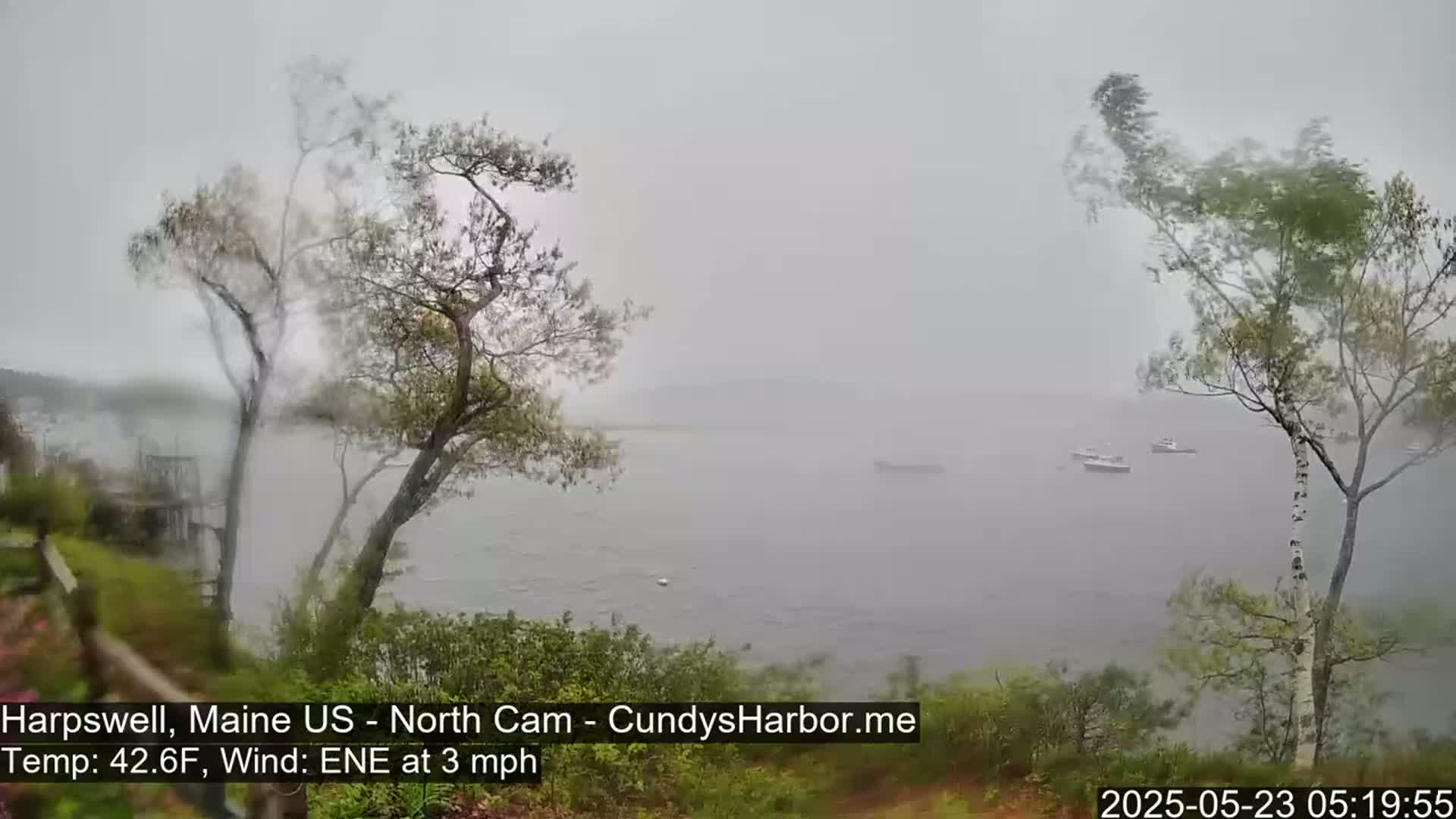 A hazy, overcast view of a calm body of water with several small boats, seen from a slightly elevated vantage point amongst wind-blown trees.