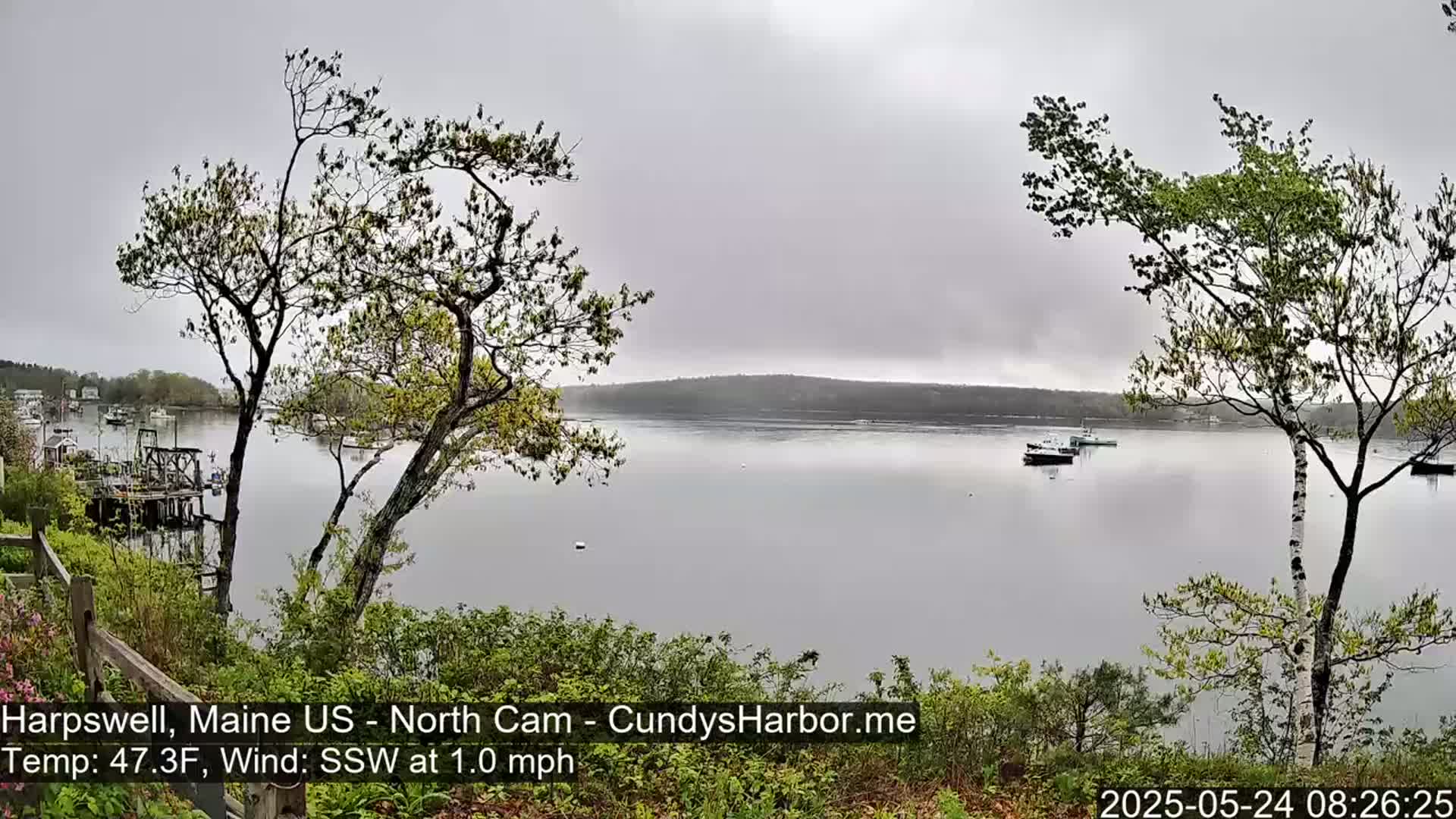 A calm, overcast day shows a view of a harbor with several boats, seen from a shoreline with budding trees.