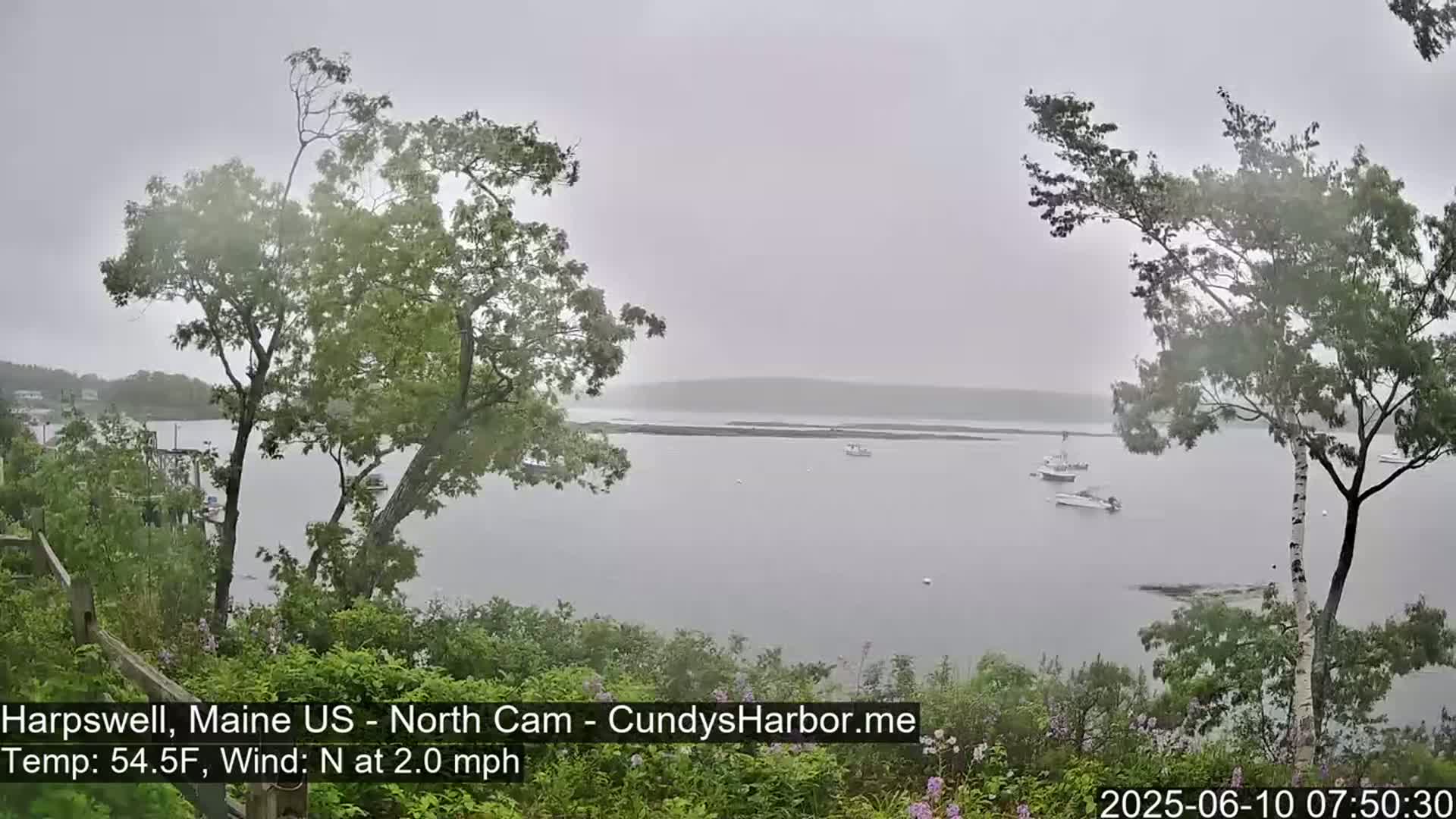 A hazy, overcast view of a calm bay with several boats, seen from a slightly elevated vantage point amongst trees and vegetation.