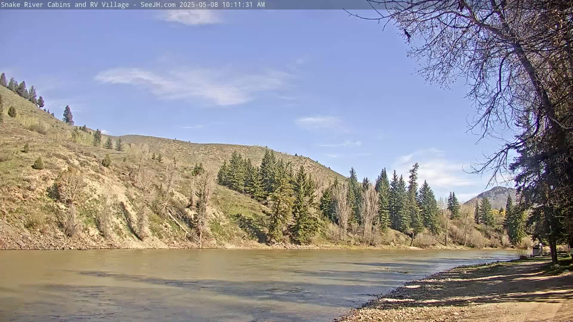 A muddy river flows beneath a mostly clear blue sky past a rocky, grassy bank lined with evergreen and deciduous trees, and a hill rises in the background.