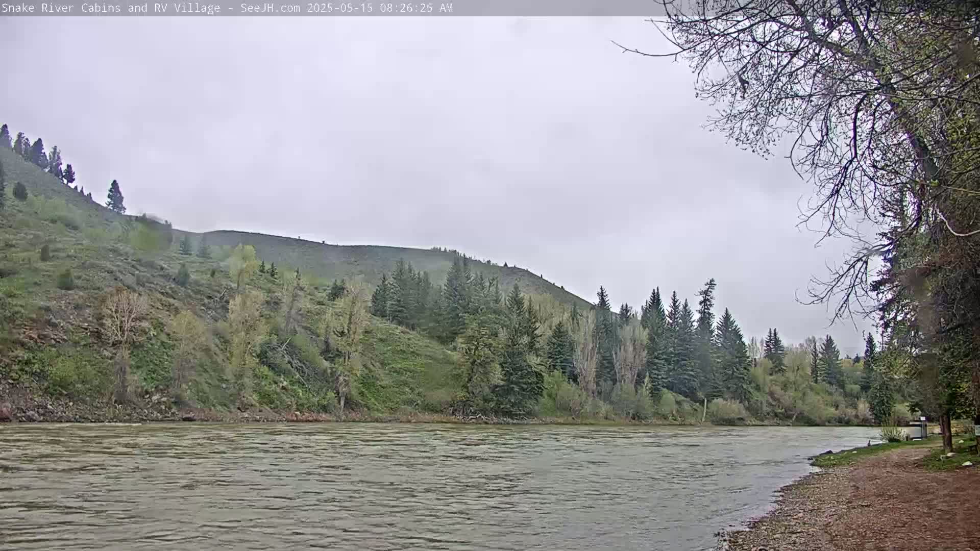 A wide, gray river flows past a gently sloping bank lined with evergreens and budding deciduous trees under an overcast sky.