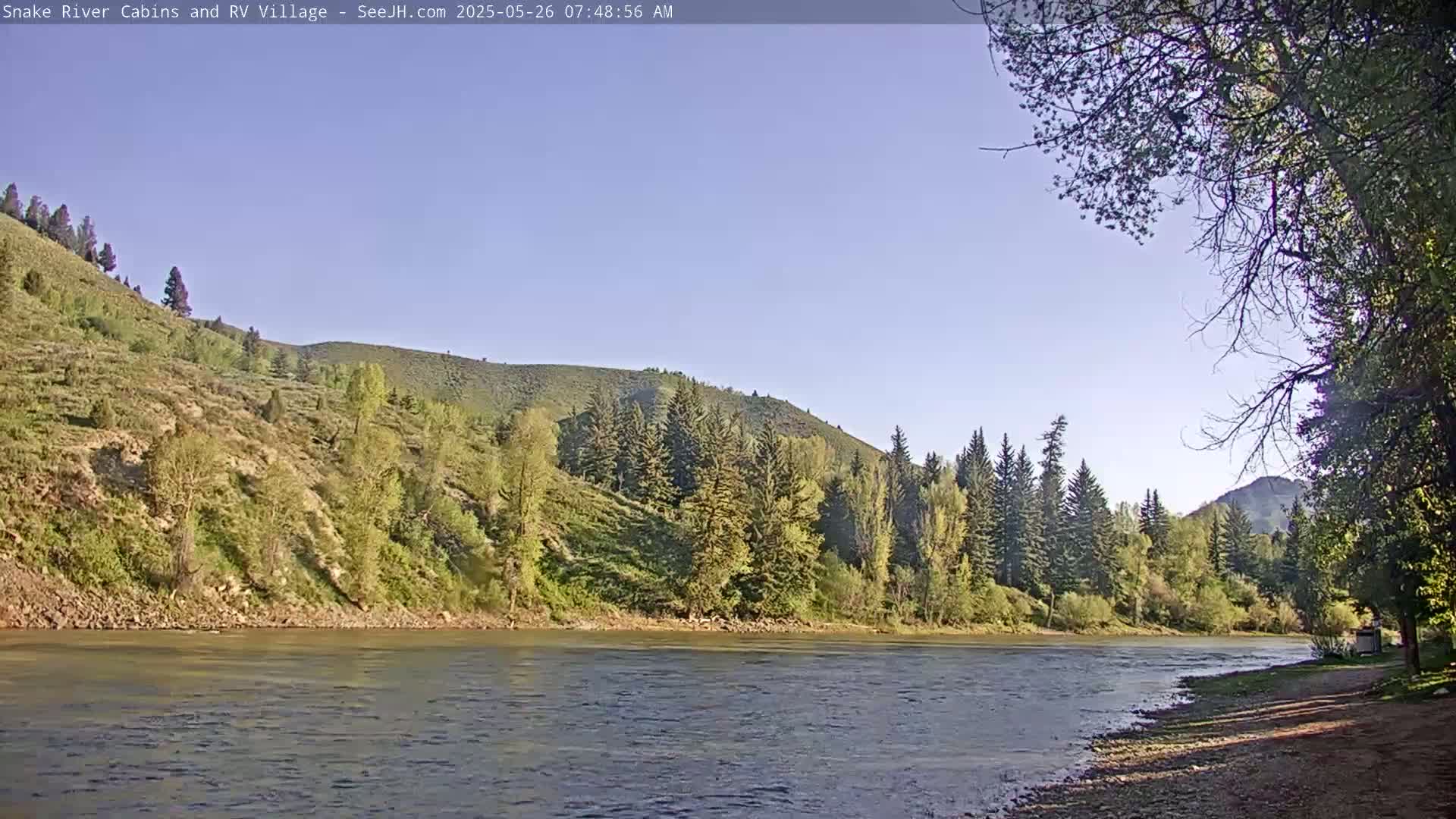 A calm river flows under a clear sky past a gently sloping bank covered in green vegetation and evergreen trees.