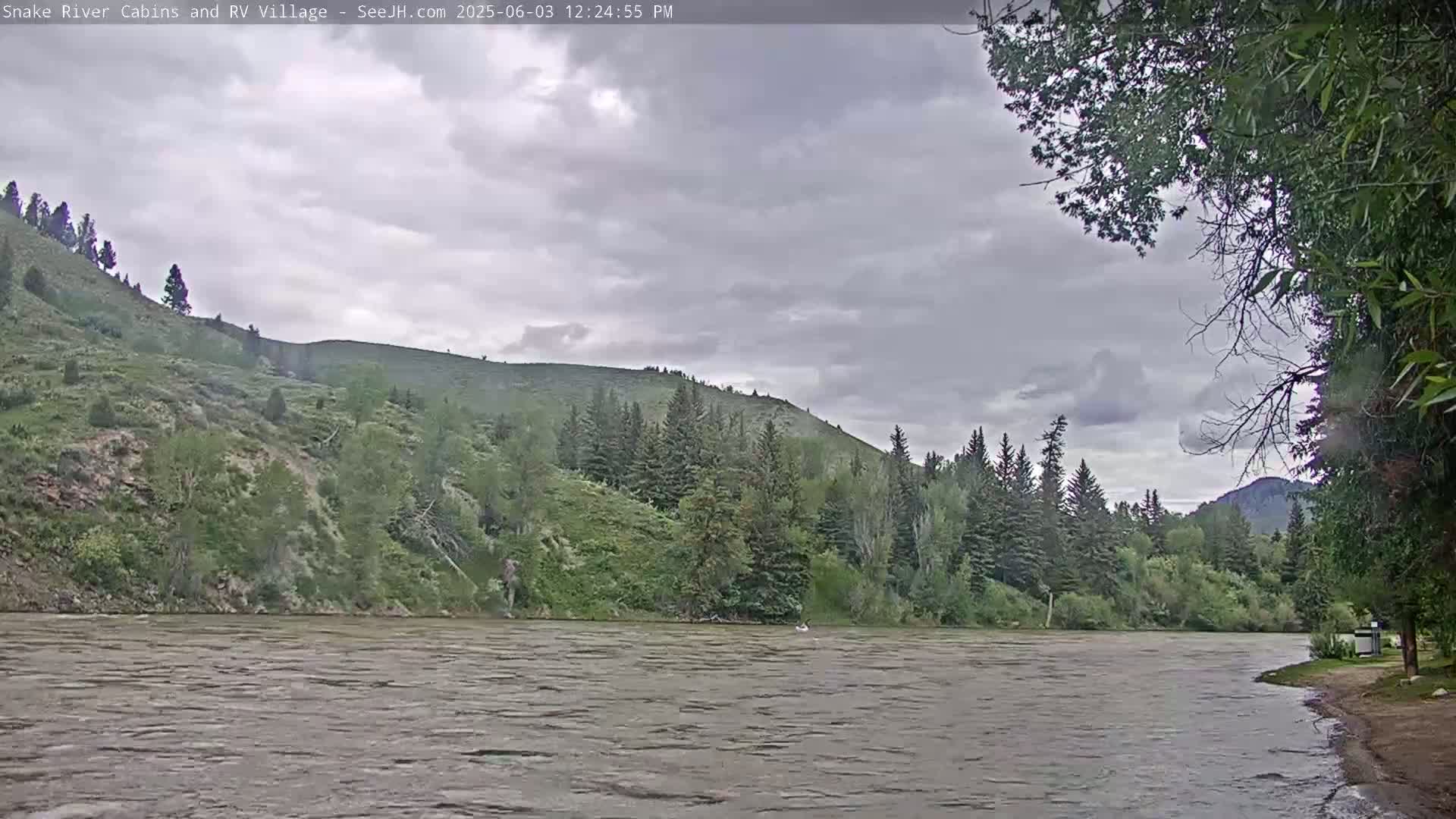 A wide, murky river flows under a cloudy sky past a verdant hillside dotted with evergreen trees.