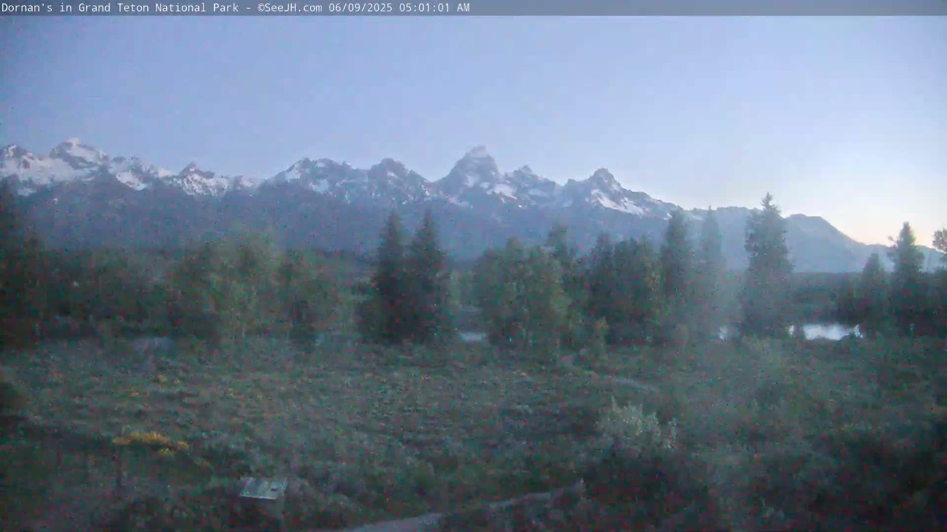 A misty, pre-dawn view shows a field of low-lying vegetation in the foreground, with evergreen trees and a snow-capped mountain range in the background under a pale blue sky.