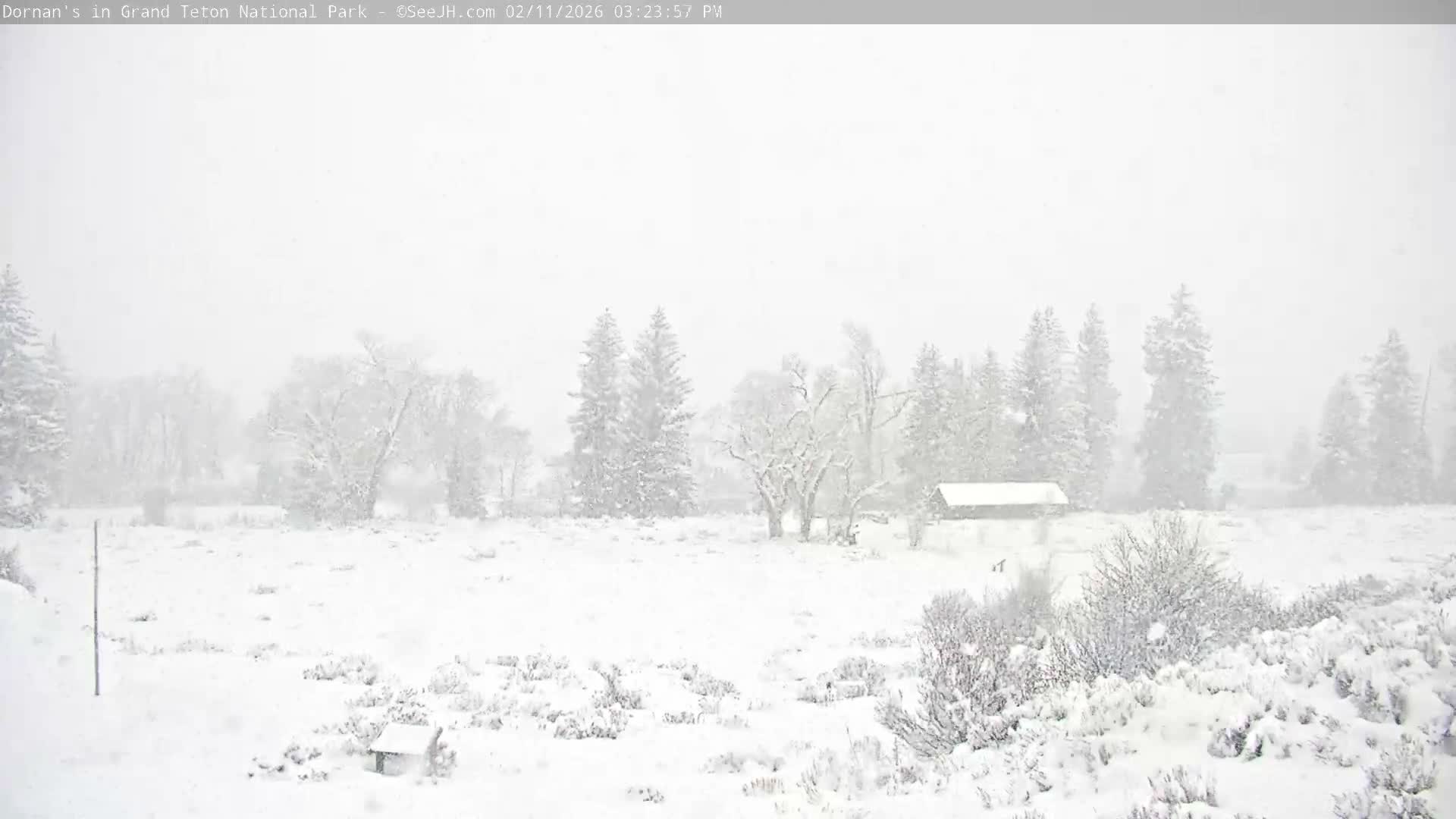 Grand Teton National Park  Live Cam - Moose, Teton, Wyoming, USA