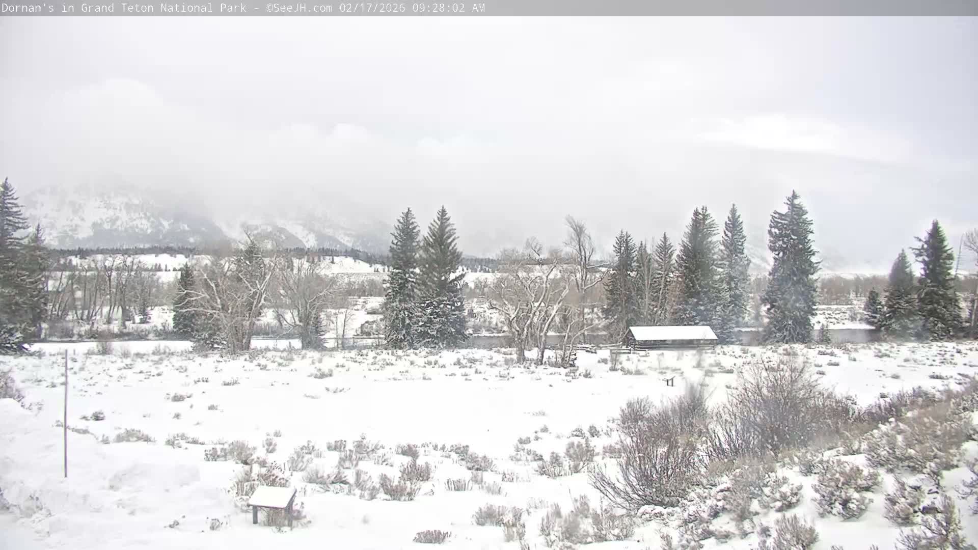 Grand Teton National Park  Live Cam - Moose, Teton, Wyoming, USA