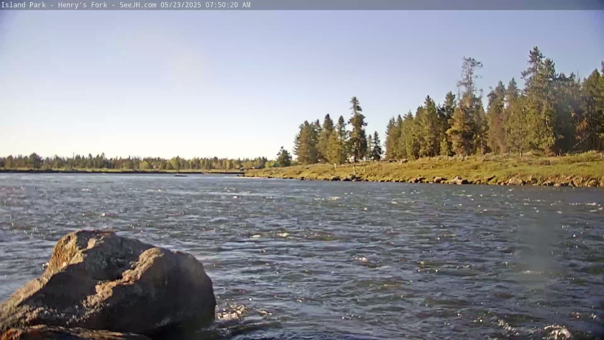 A rocky river flows under a clear sky past a line of evergreen trees on a sunny day.