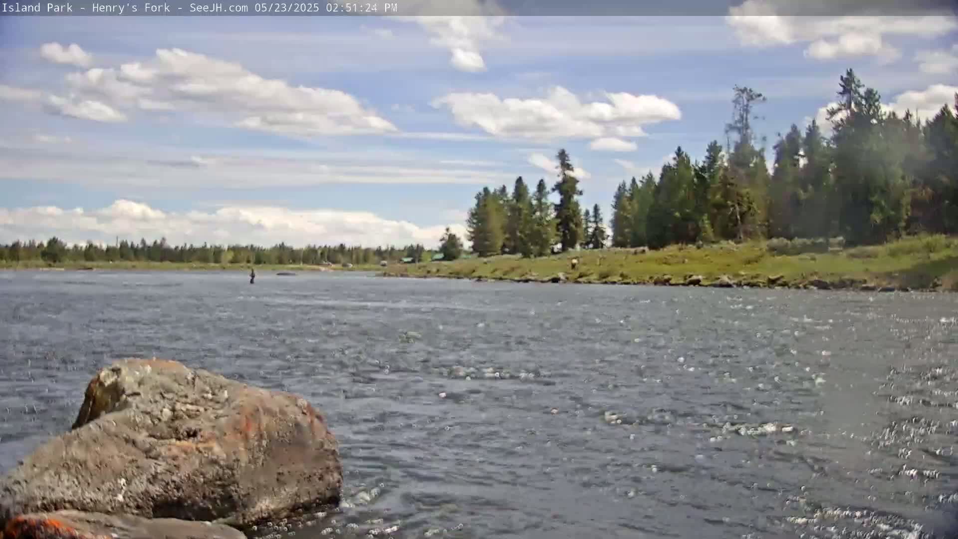 A person fly fishes in a river under a partly cloudy sky, with a line of trees visible on the far bank.