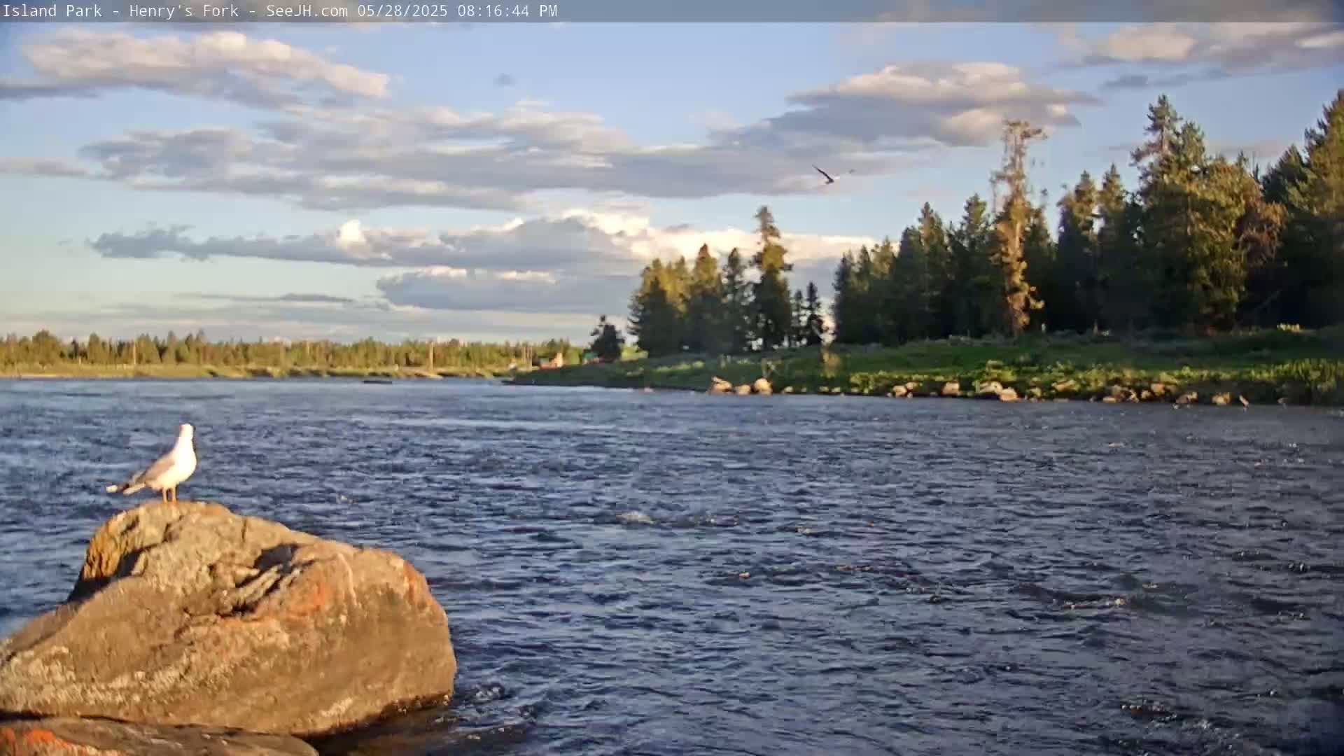A seagull perches on a rock in a river under a partly cloudy sky, with a forest visible in the background.