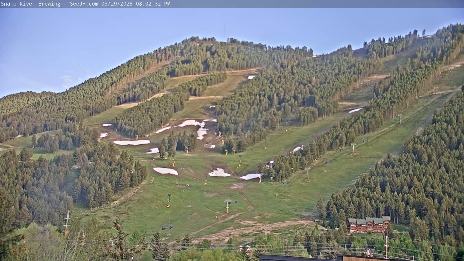 A grassy hillside dotted with patches of melting snow, sparsely populated evergreen trees, and ski lifts under a clear, sunny sky.