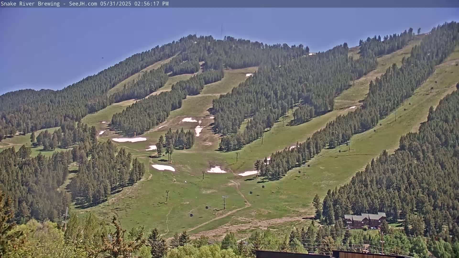 A sunny view of a grassy mountainside dotted with evergreen trees and patches of melting snow.